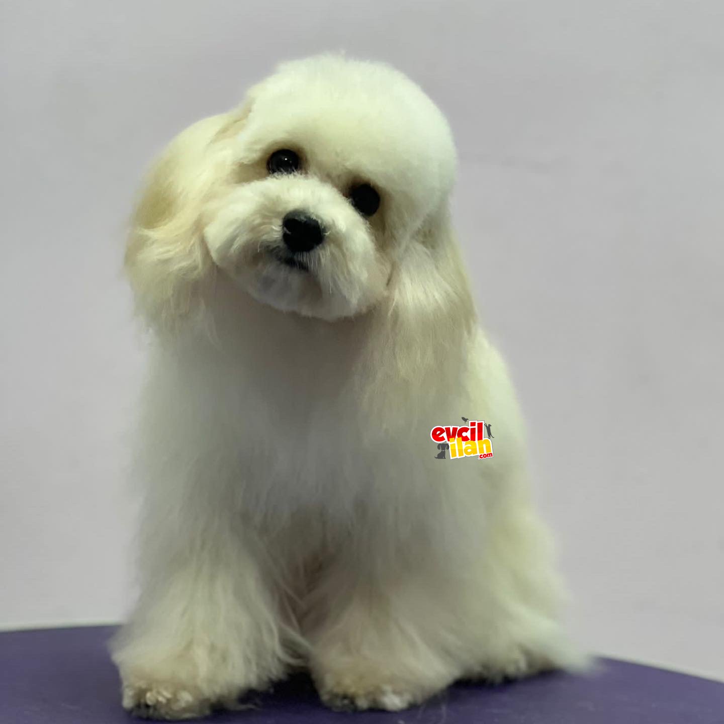 Baby face 2.5 kg erkek maltipoo 8 aylık 