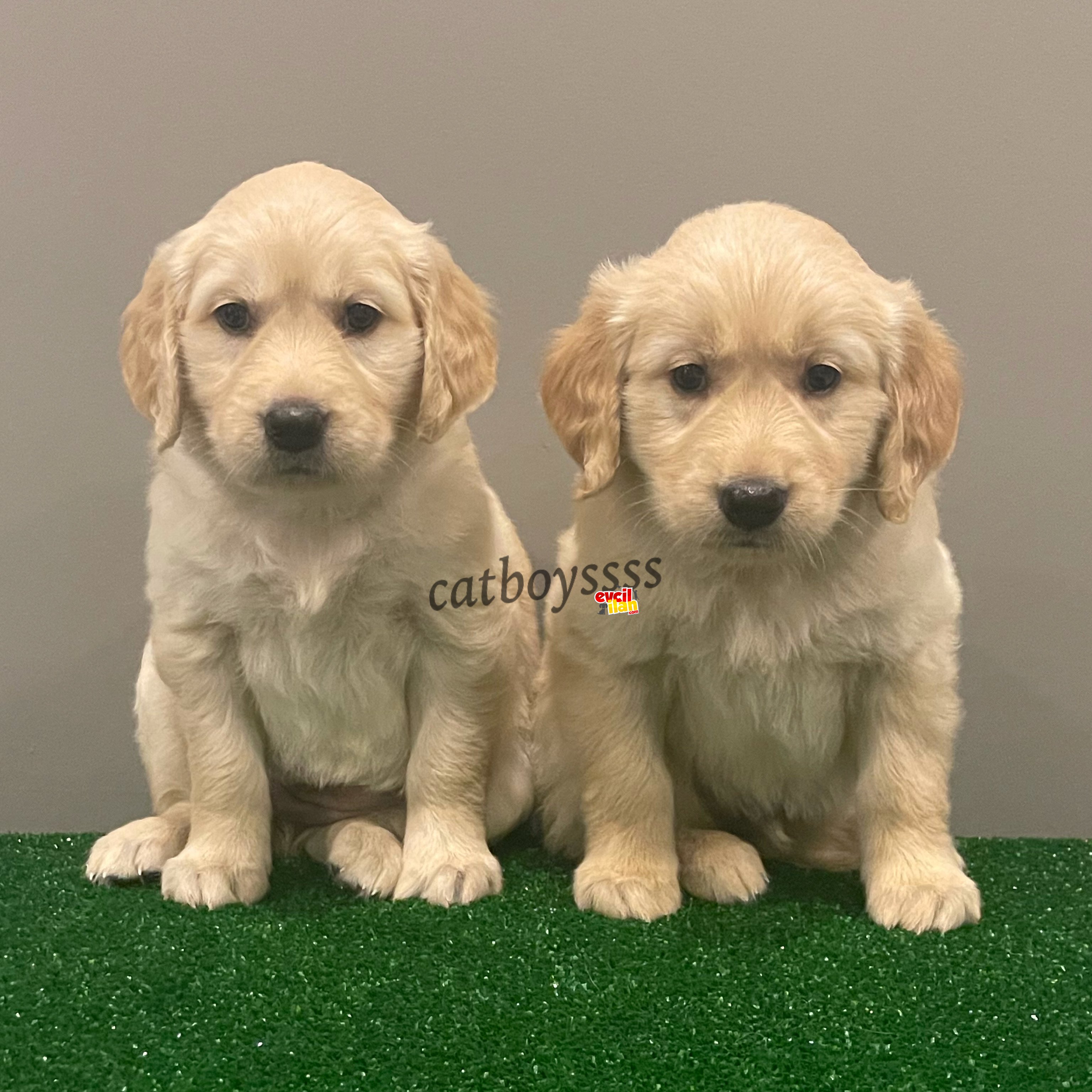 Baby face golden retriever yavrular (Dişi,erkek)