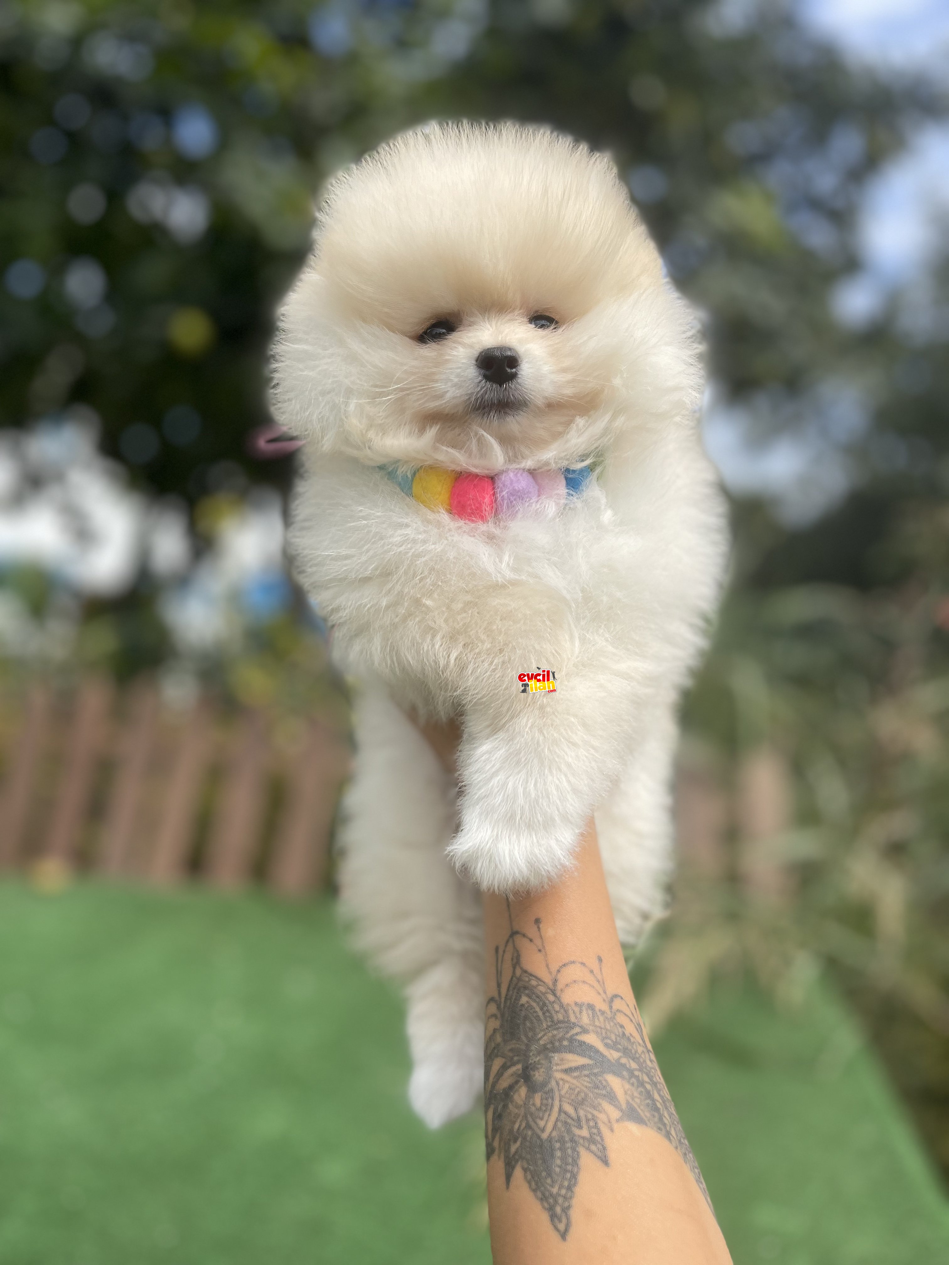 Baby Face Pomeranian Boo Bebekler