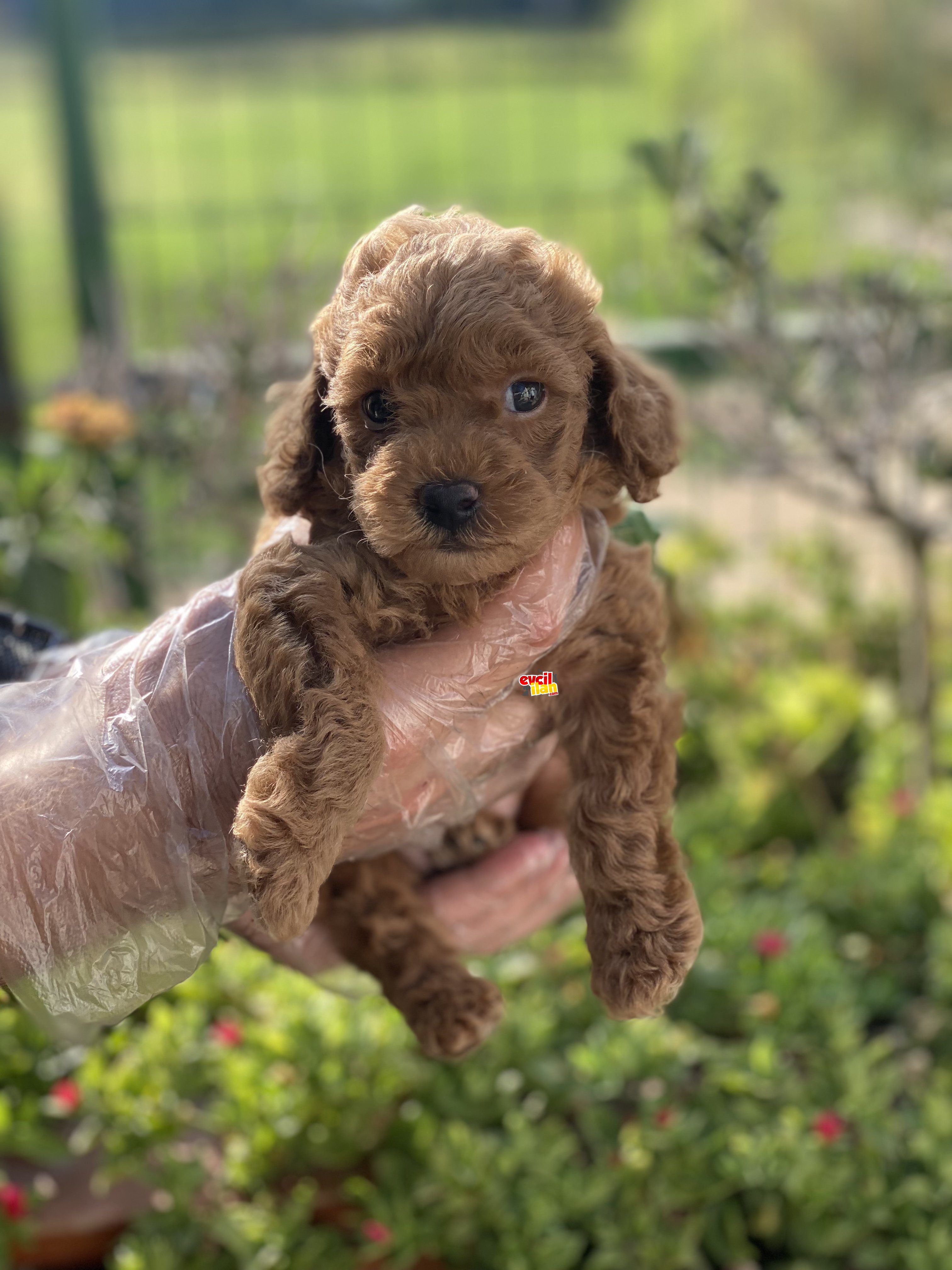 BABY FACE POODLE YAVRUMUZ 