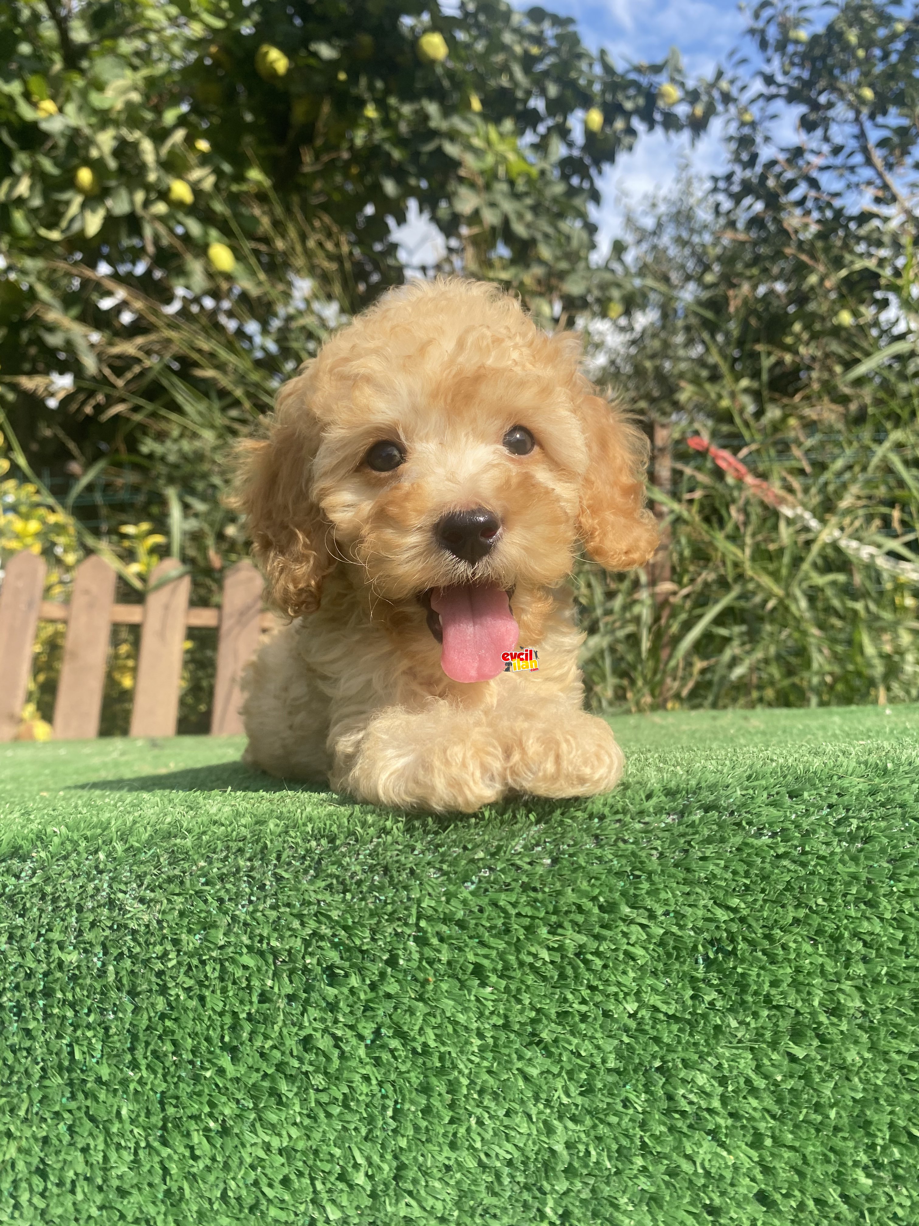 BABY FACE TOY POODLE BEBEKLER 