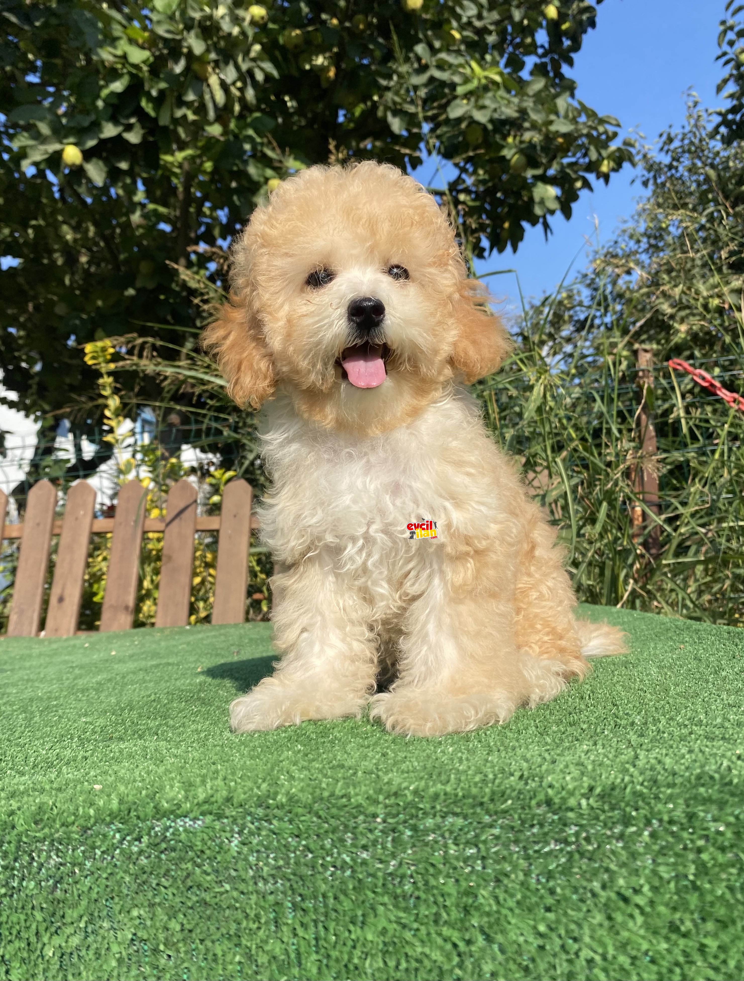 BABY FACE TOY POODLE KIZIMIZ 