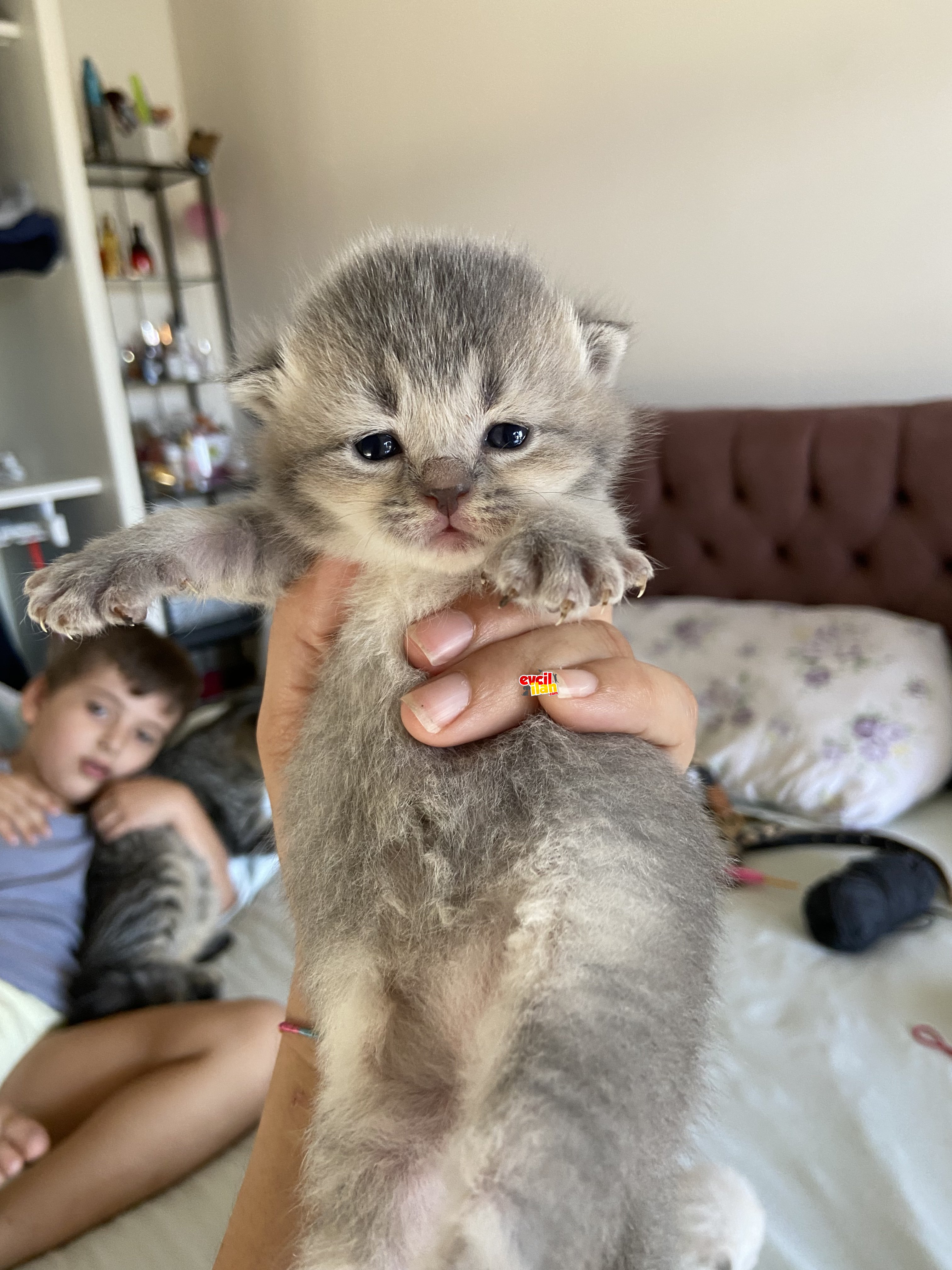 Baby kediler 