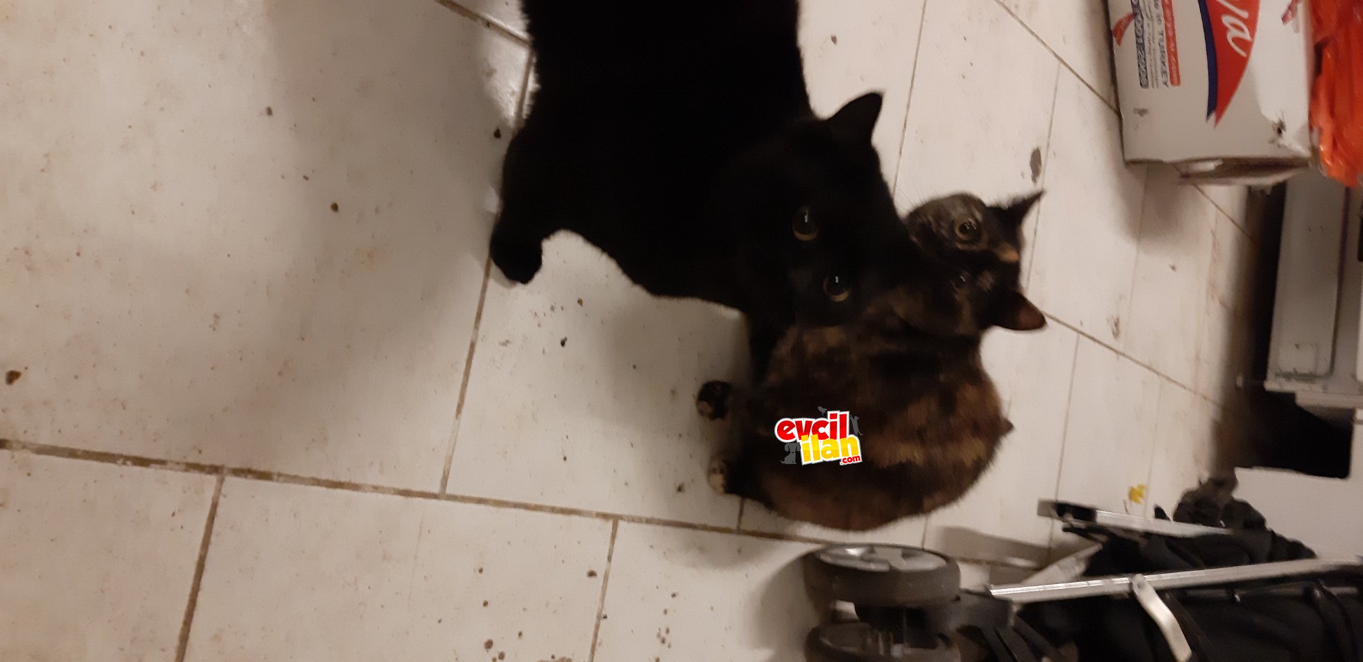 Bakamadığım dan dolayı sahiplendirilecek