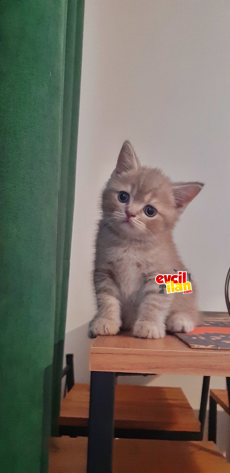 Bakımlı british shorthair tatlısı..