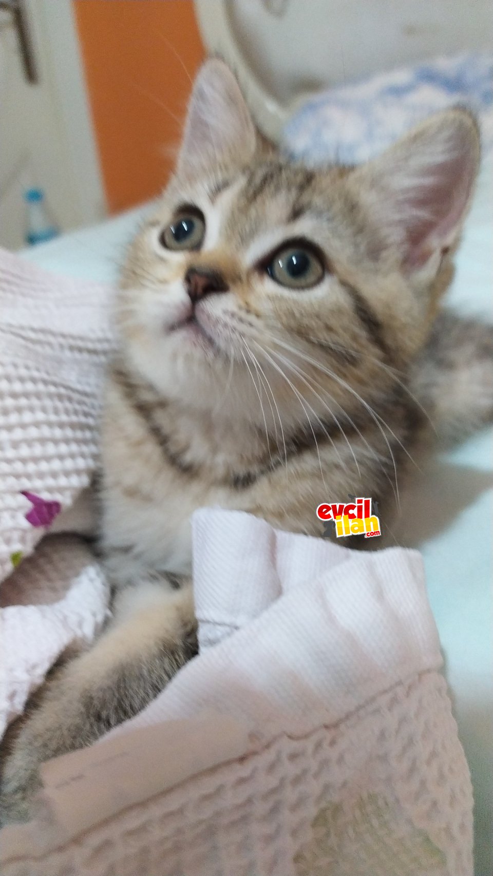 Bal kızımın bal kızı