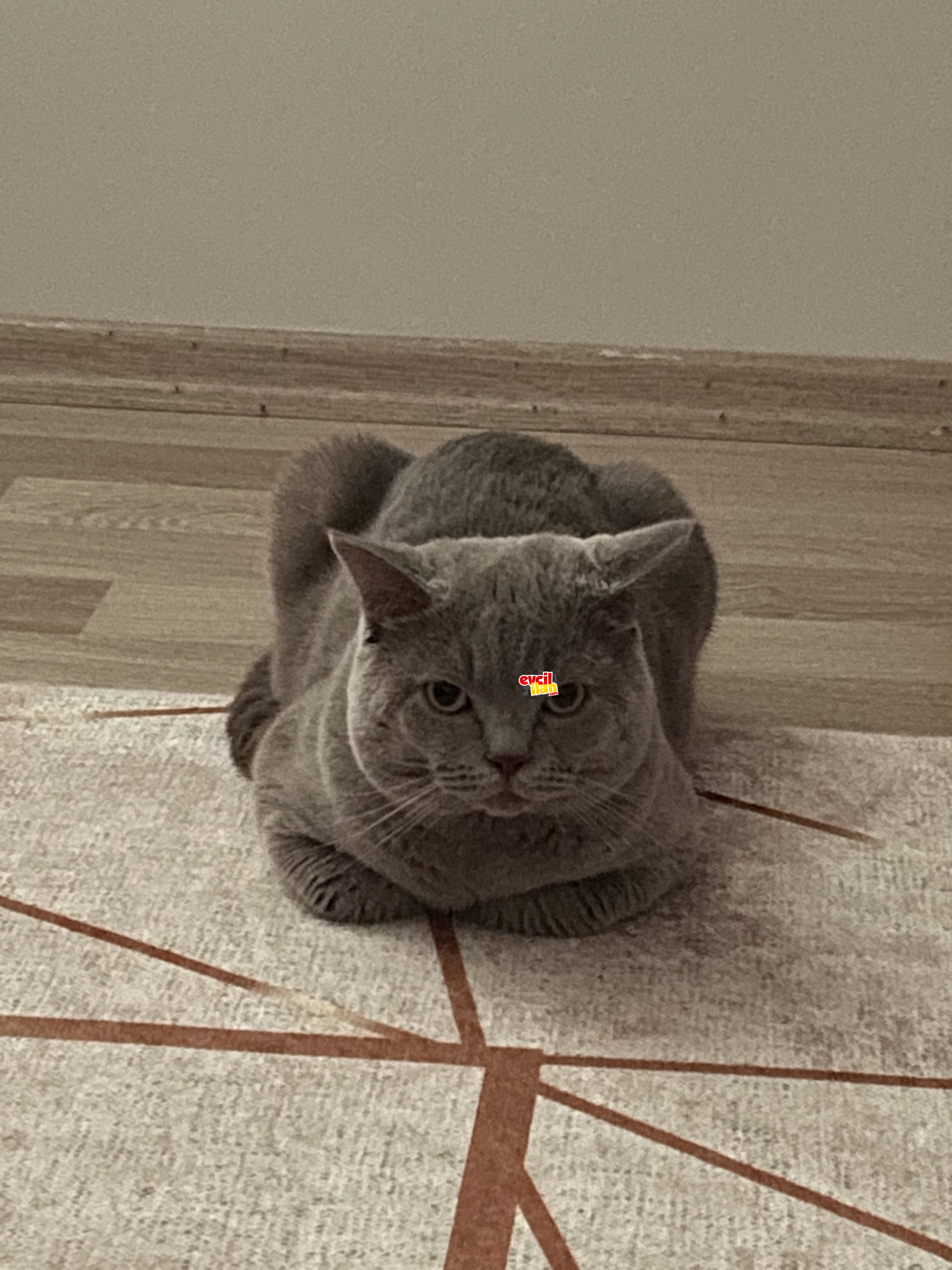 Bal oğlum tombik dönerim 