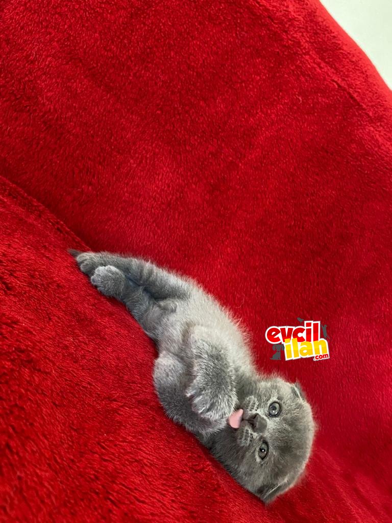 Baldan da Tatlı kedimiz yeni sahibini bekliyor 