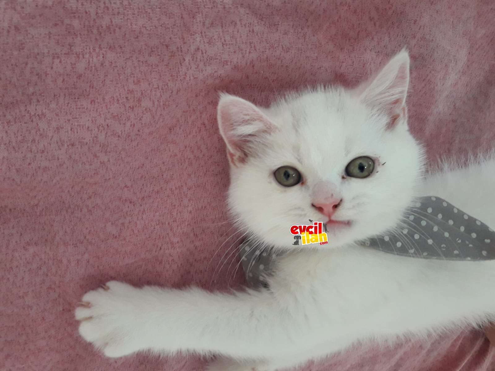 Balıkesir Cins Kedi 