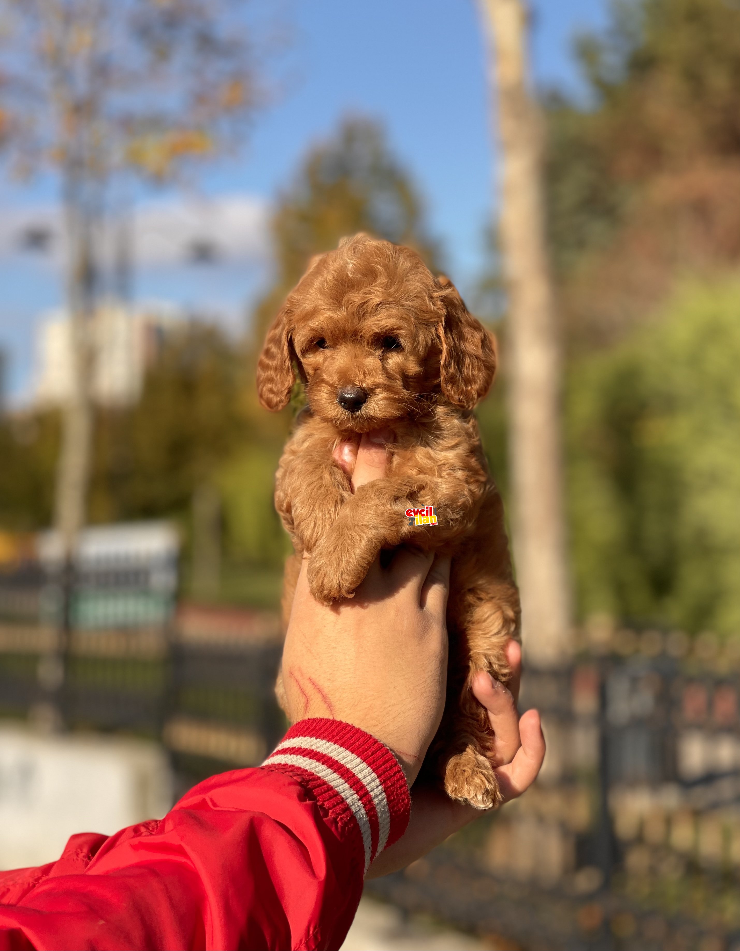 Basik Burun Toy Poodle Yavrularimiz