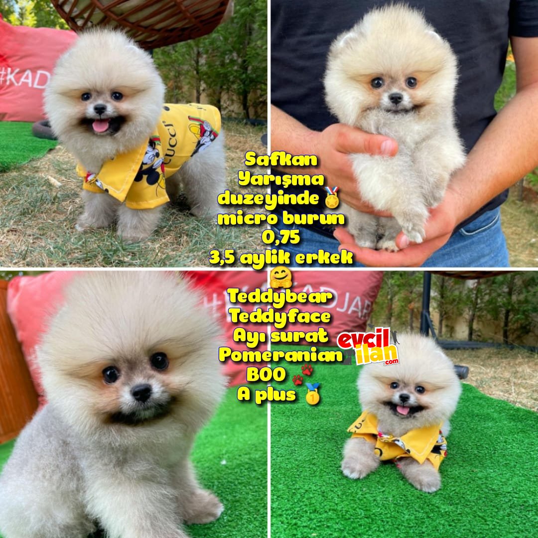 Basık küt Kare micro 0,50 burun 3 aylik Teddybear Teddyface Ayı surat Pomeranian BOO A plus Safkan