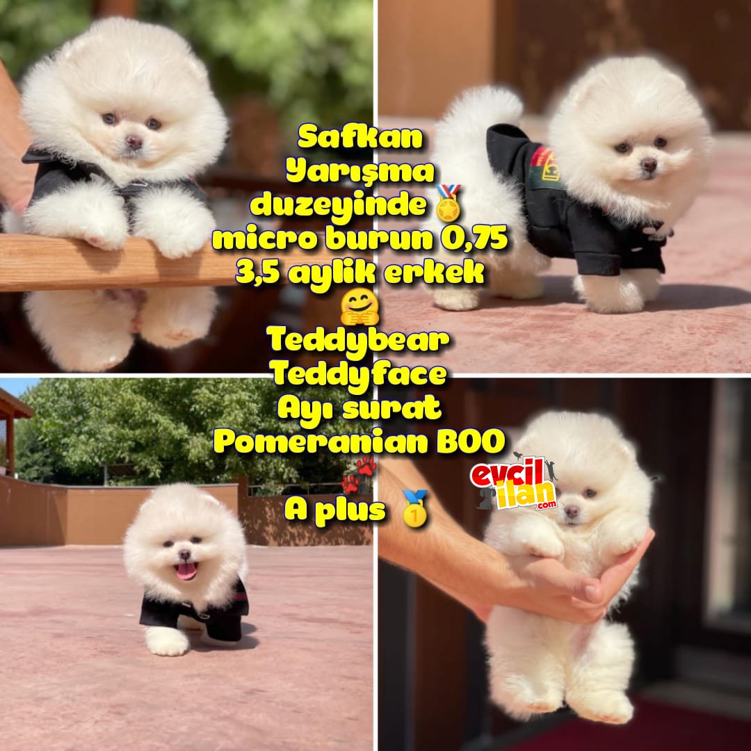 Basık küt Kare micro 0,60 burun 3 aylik erkek Teddybear Teddyface Ayı surat Pomeranian BOO A plus Safkan