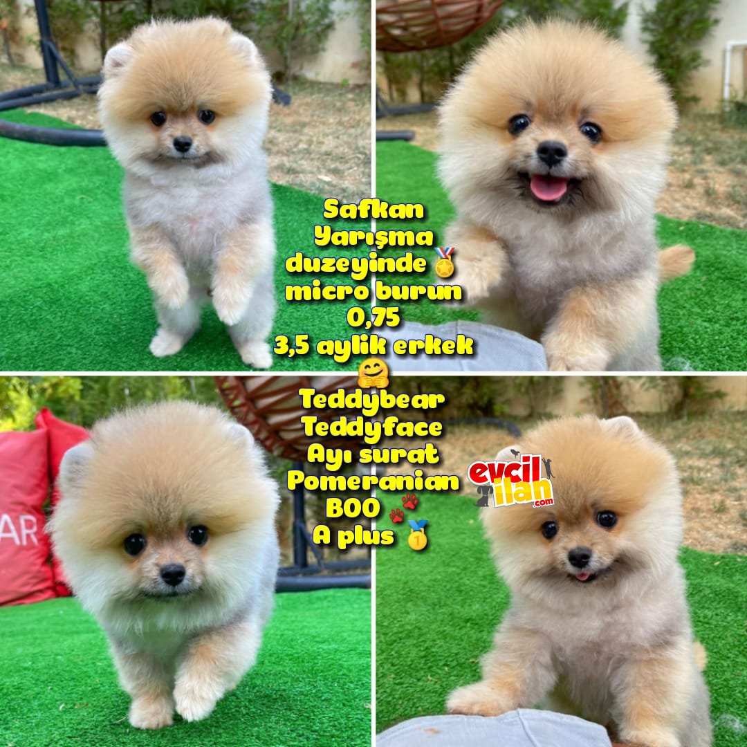 Basık küt Kare micro 0,70 burun 3 aylik Teddybear Teddyface Ayı surat Pomeranian BOO Safkan