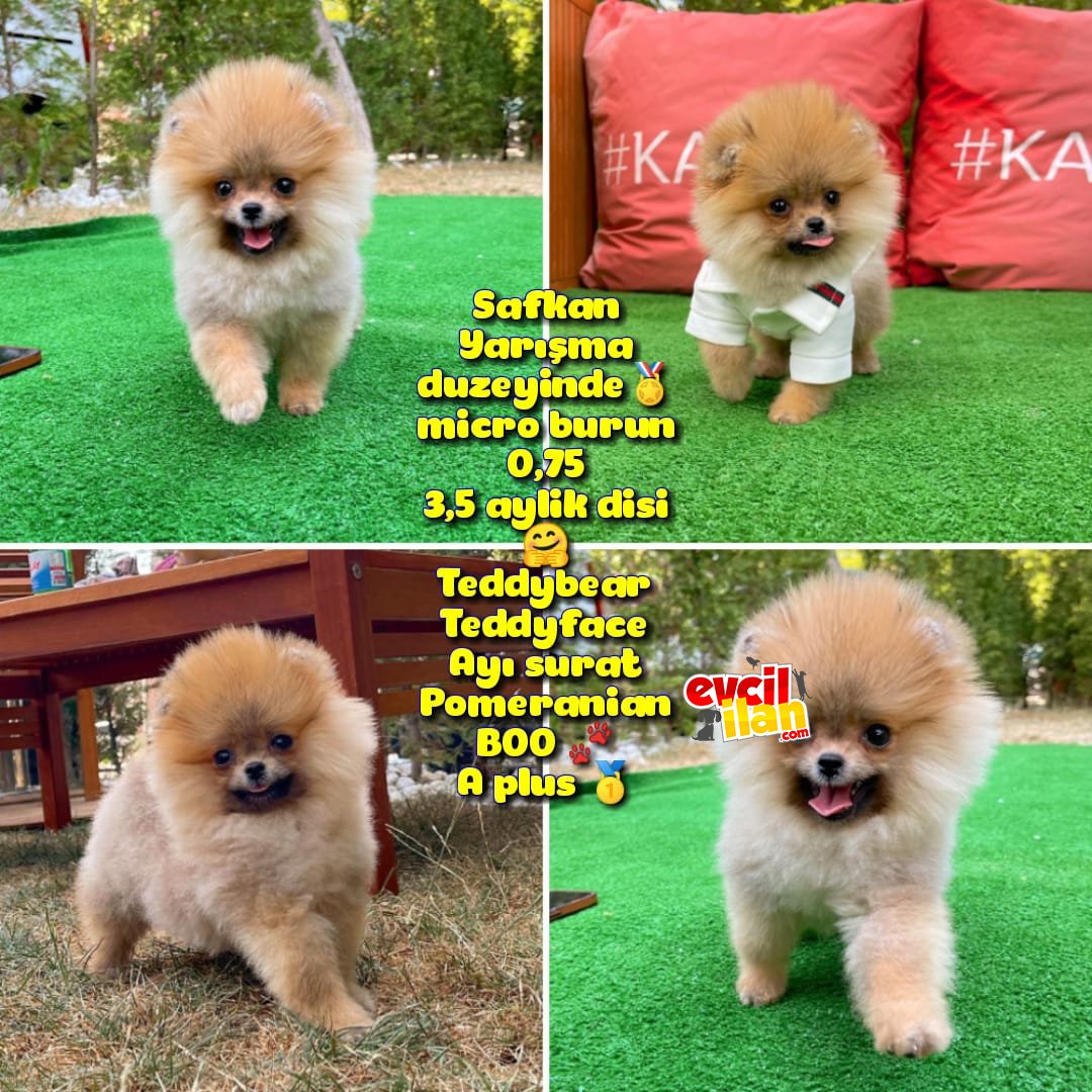 Basık küt Kare micro 0,75 burun 3 aylik Teddybear Teddyface Ayı surat Pomeranian BOO A plus Safkan