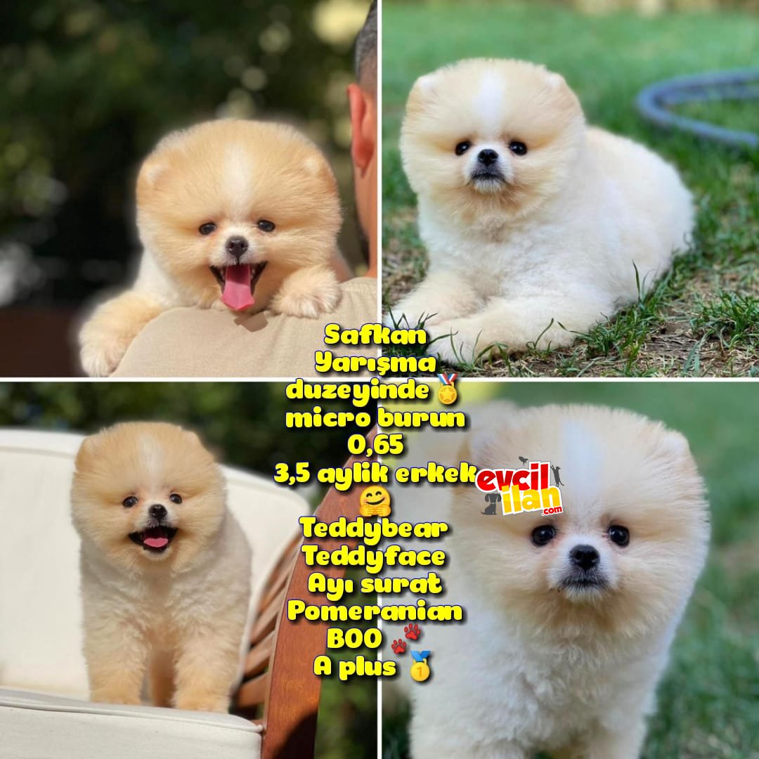 Basık küt Kare micro 0,75 burun 3 aylik Teddybear Teddyface Ayı surat Pomeranian BOO A plus Safkan