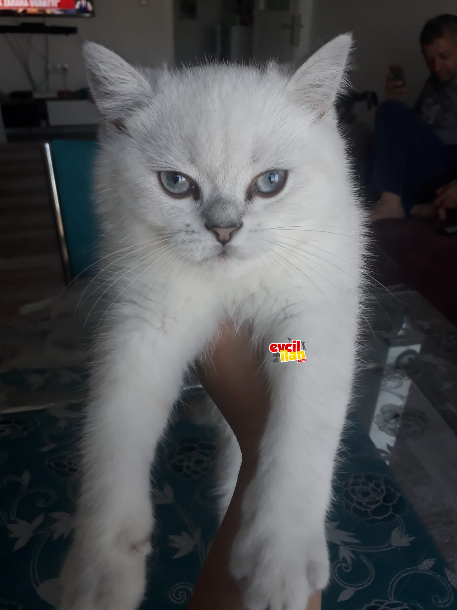 Bayram şekeri Biritish silver point ns1133