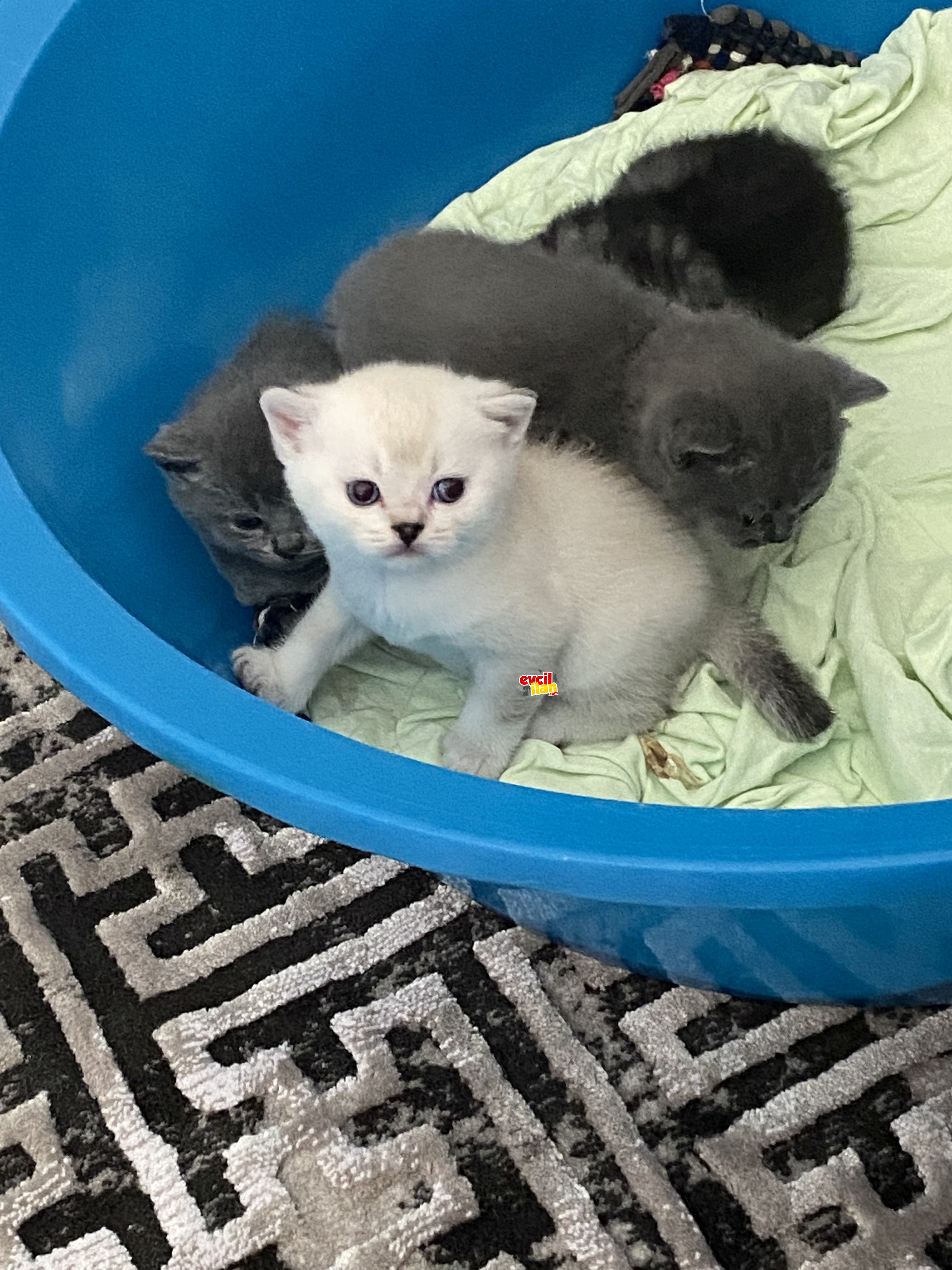 Bayram sonu teslim bebişler 