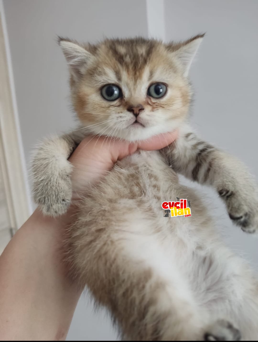 Bebek Leo yuvasını arıyor:)
