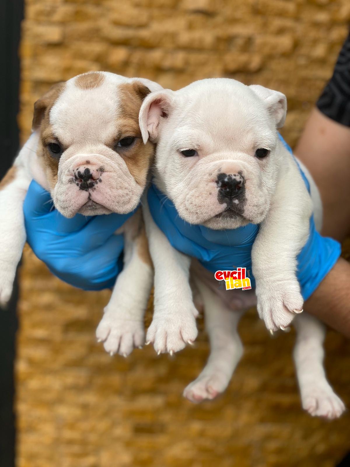 BEBEK SURAT İNGİLİZ BULLDOG YAVRULARIMIZ