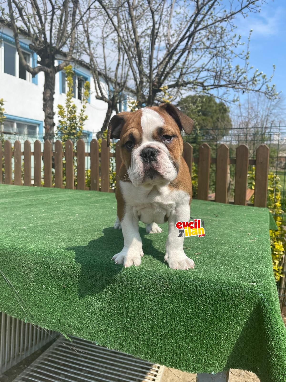 BEBEK SURAT İNGİLİZ BULLDOG YAVRULARIMIZ