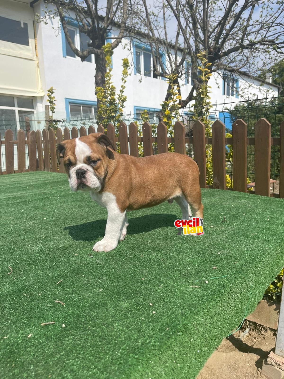 BEBEK SURAT İNGİLİZ BULLDOG YAVRULARIMIZ