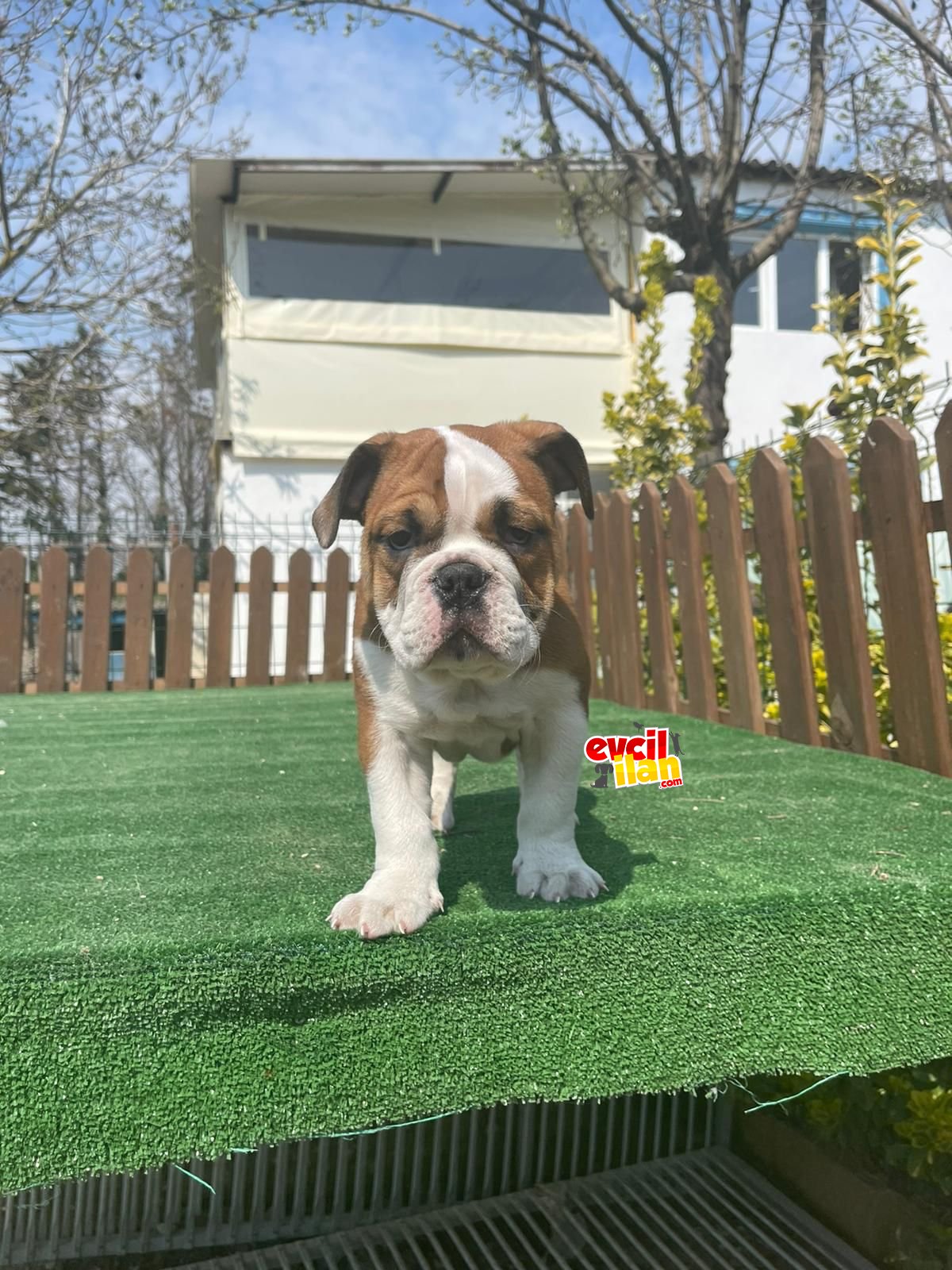 BEBEK SURAT İNGİLİZ BULLDOG YAVRULARIMIZ