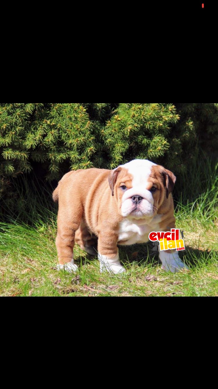 BEBEK SURAT INGILIZ BULLDOG YAVRULARIMIZ