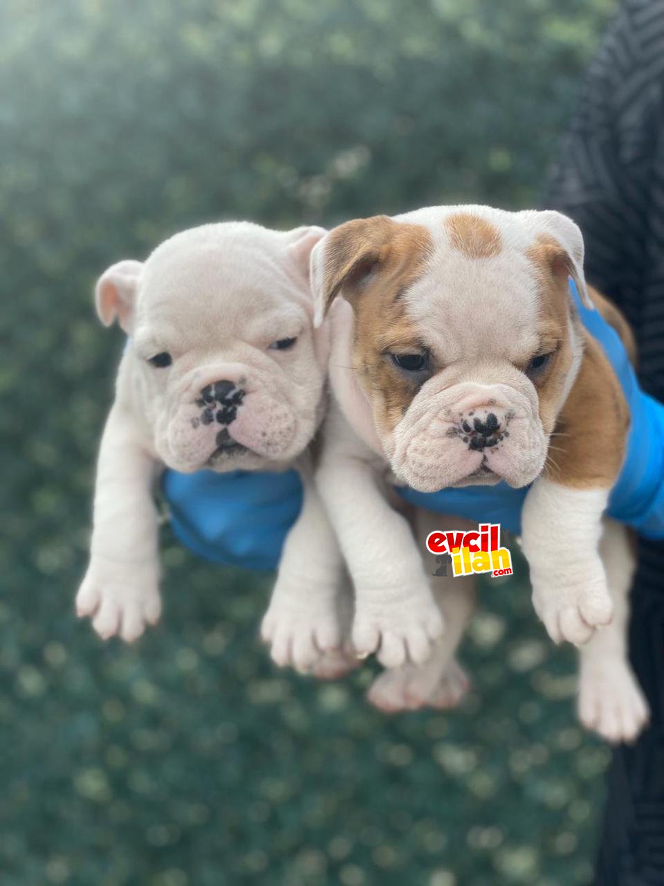 Bebek Surat Ingiliz Bulldog 