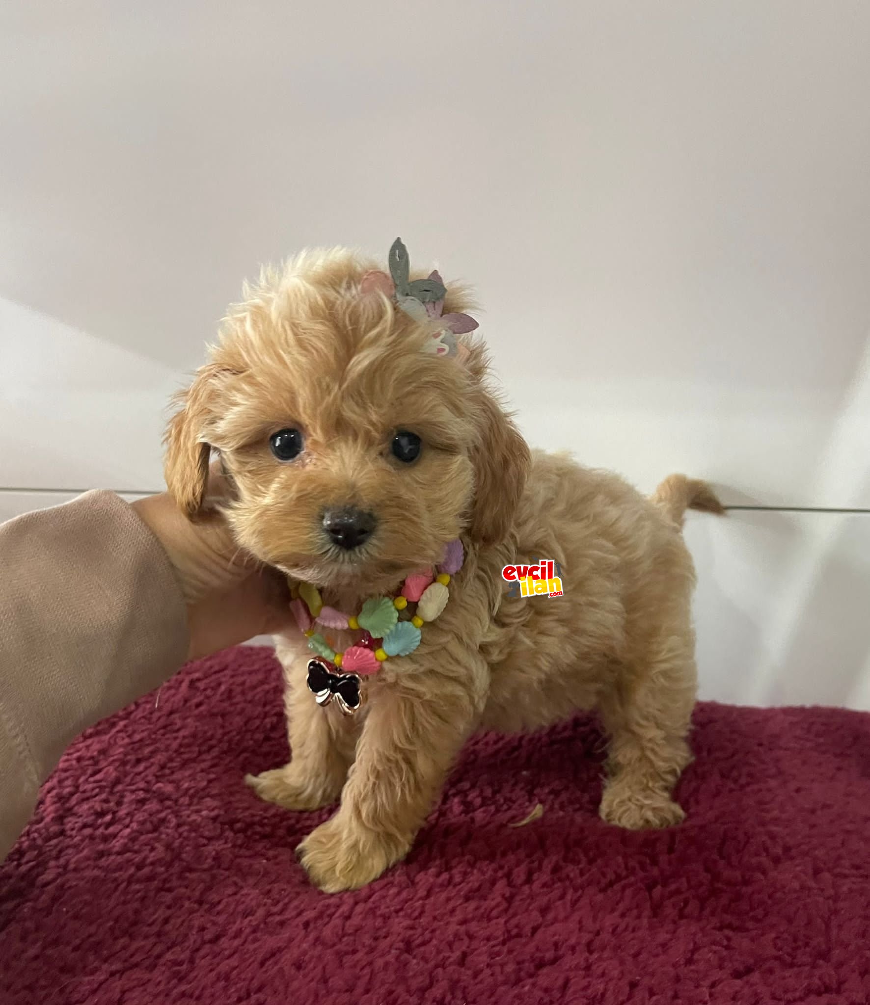 Bebek Surat Maltipoo Yavrularimiz