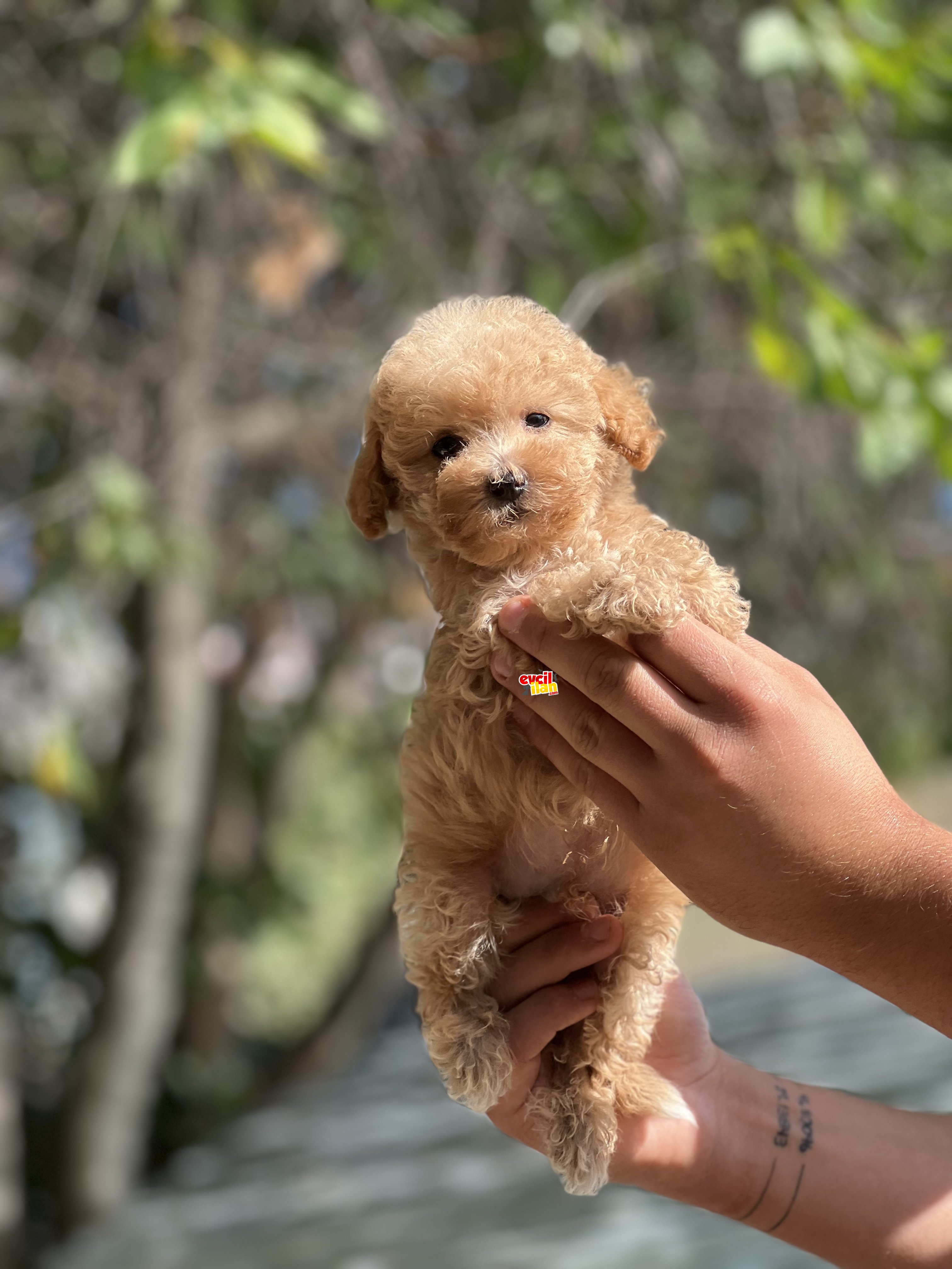 Bebek Surat Poodle Yavrular