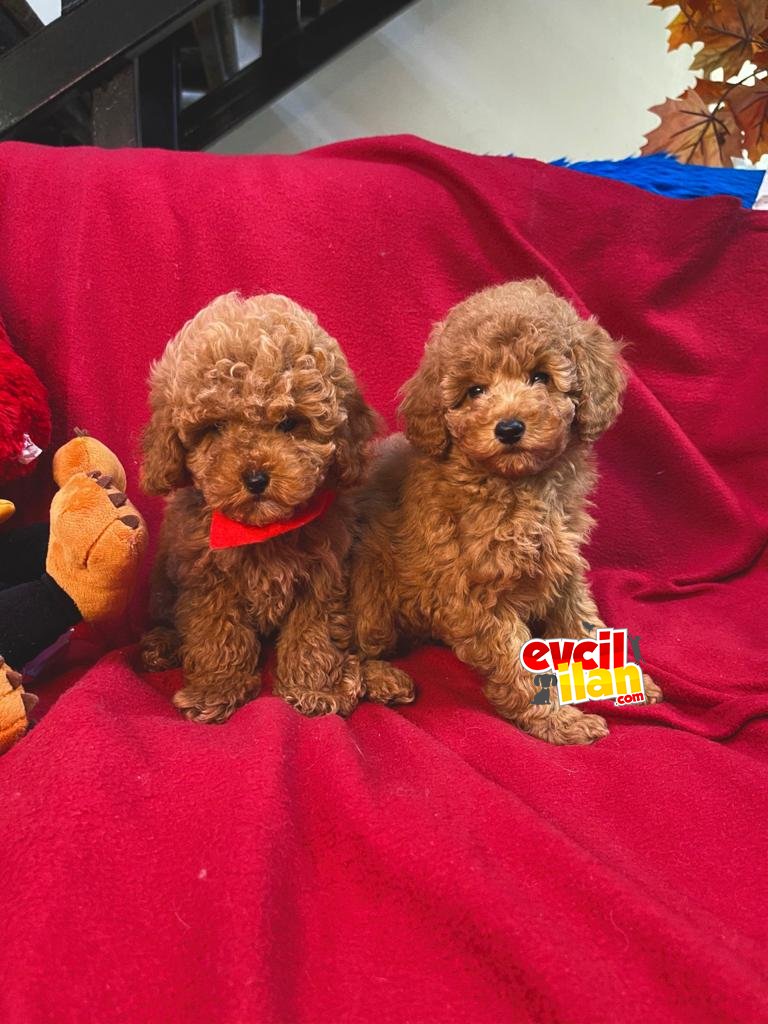 BEBEK SURAT POODLE YAVRULARIMIZ