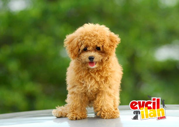 BEBEK SURAT POODLE YAVRULARIMIZ 