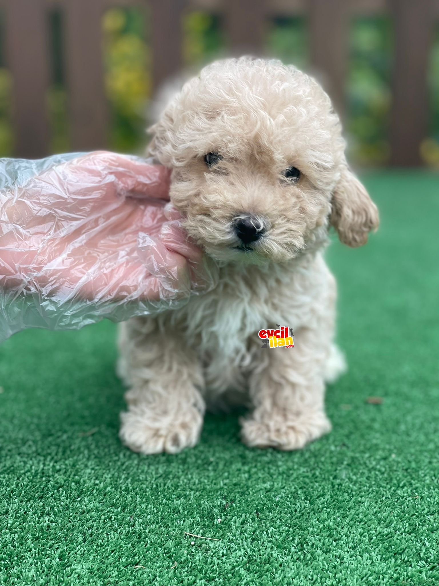 BEBEK SURAT POODLE YAVRULARIMIZ