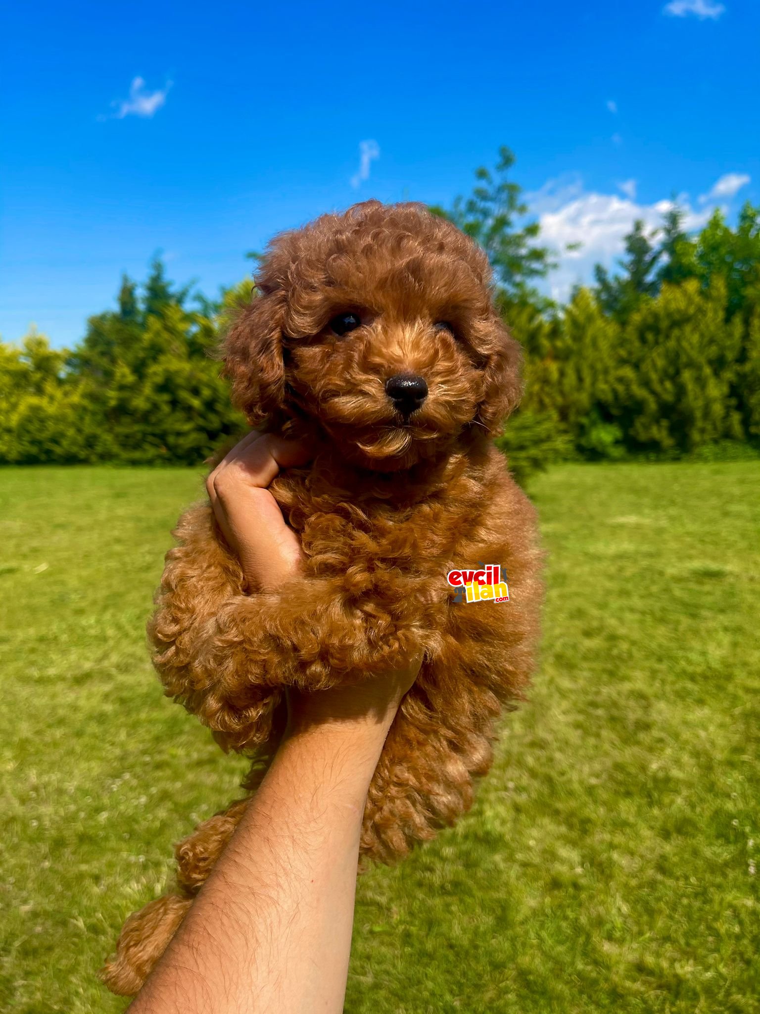 BEBEK SURAT POODLE YAVRULARIMIZ