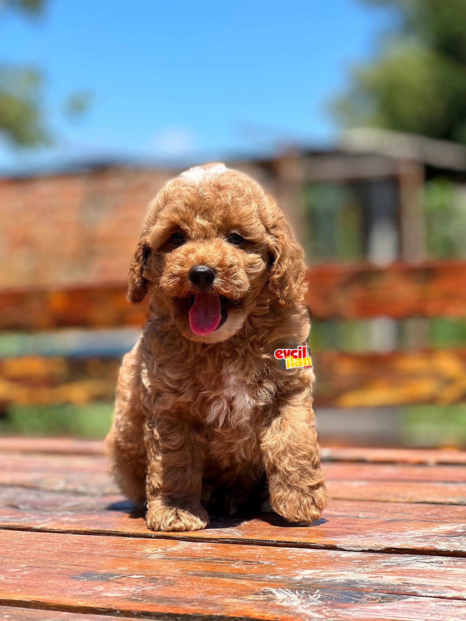 Bebek Surat Sevimli Mini Poodle Bebekler