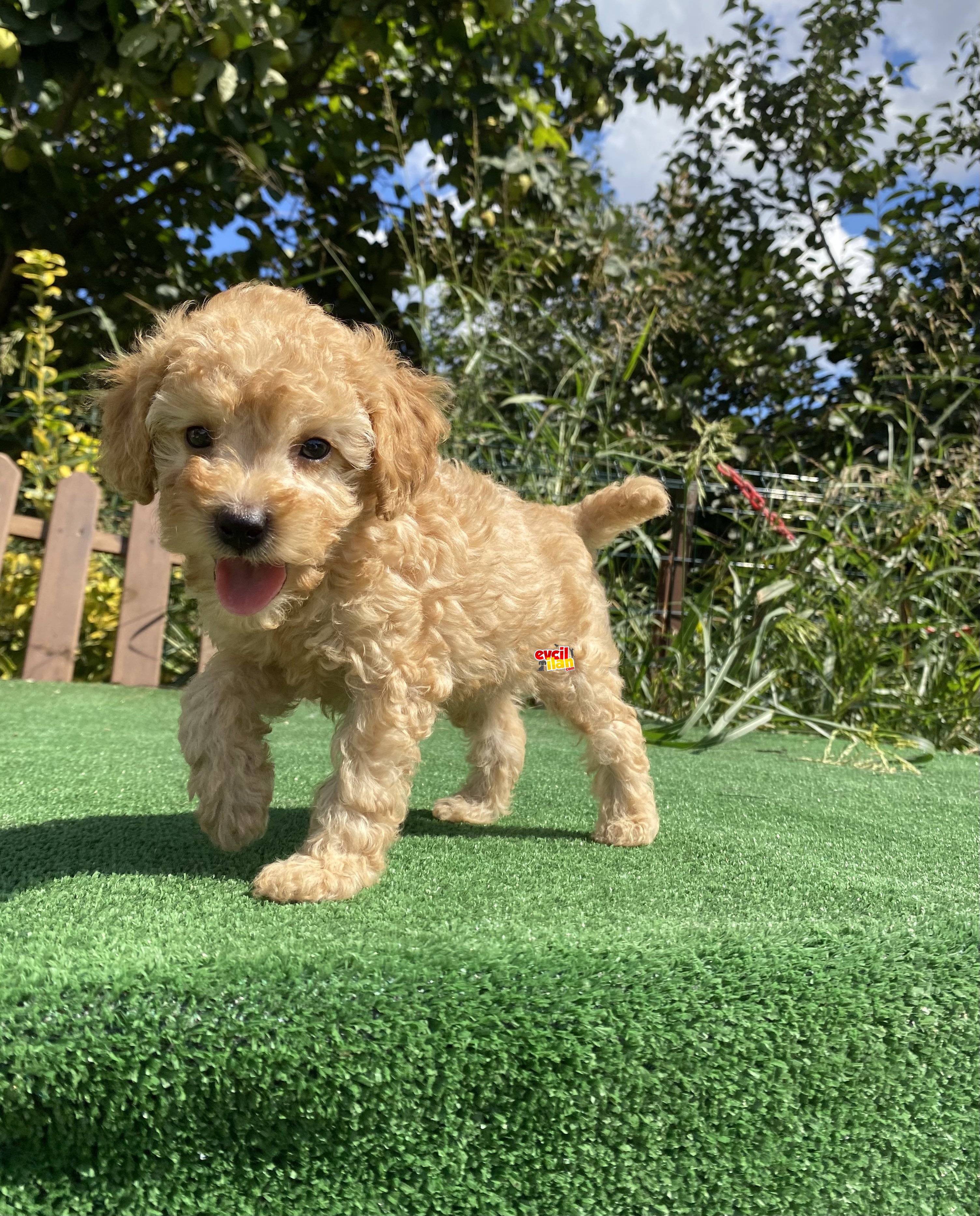 BEBEK SURAT TOY POODLE BEBEKLER 