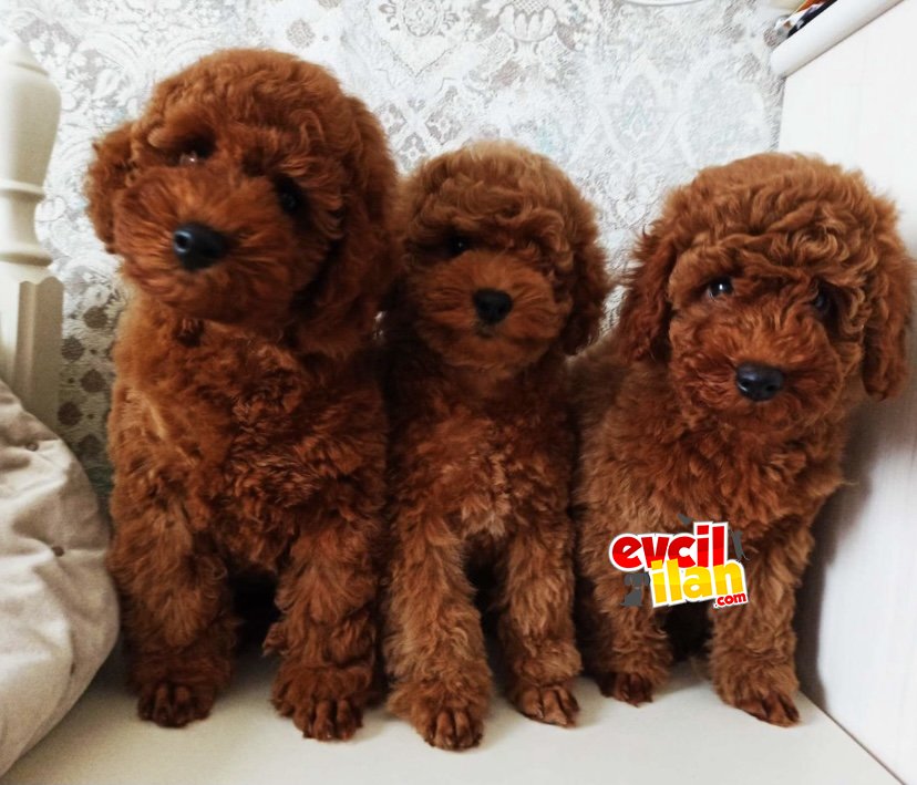 BEBEK SURAT TOY POODLE BEBEKLER