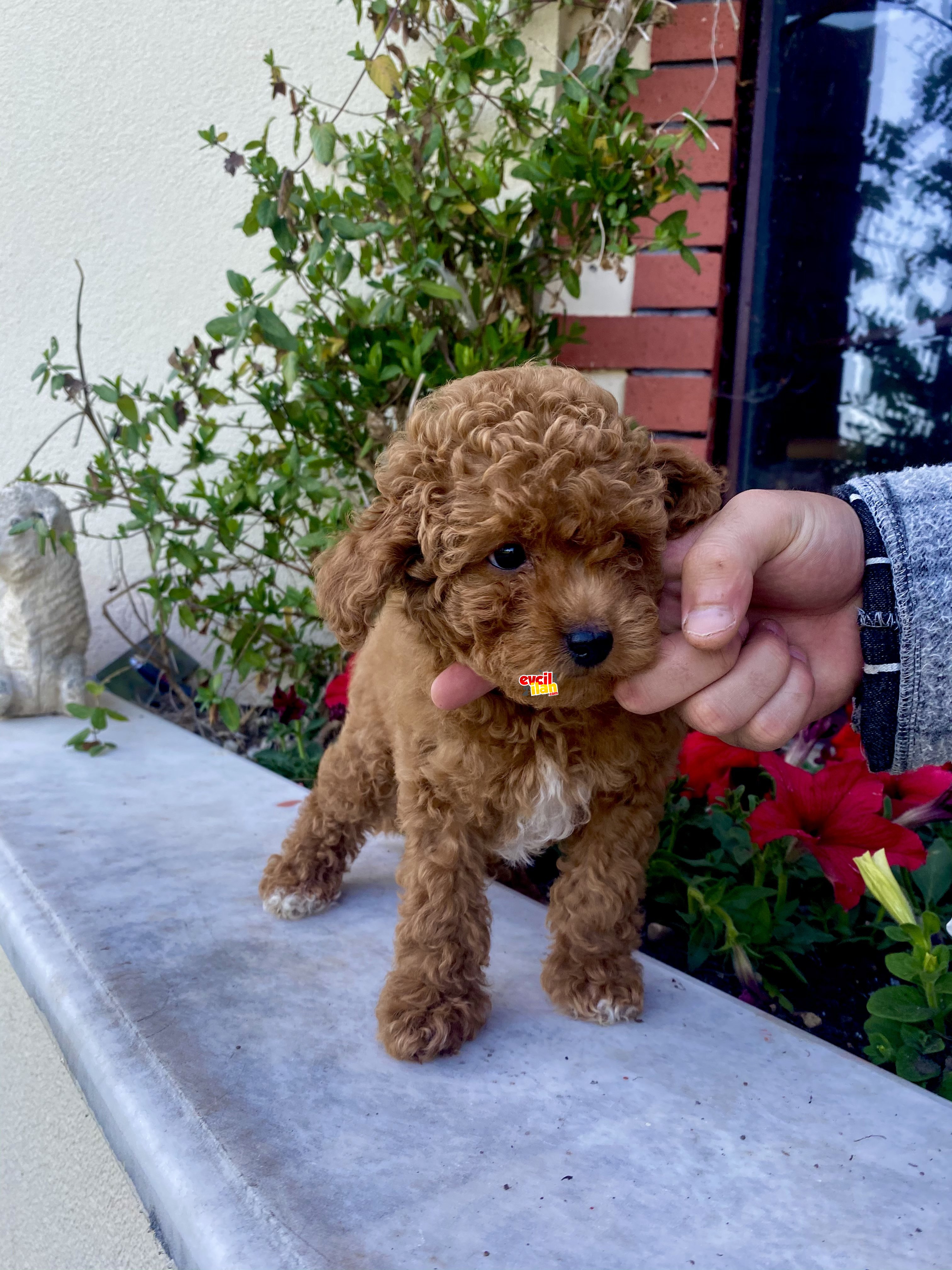 BEBEK SURAT TOY POODLE YAVRULAR