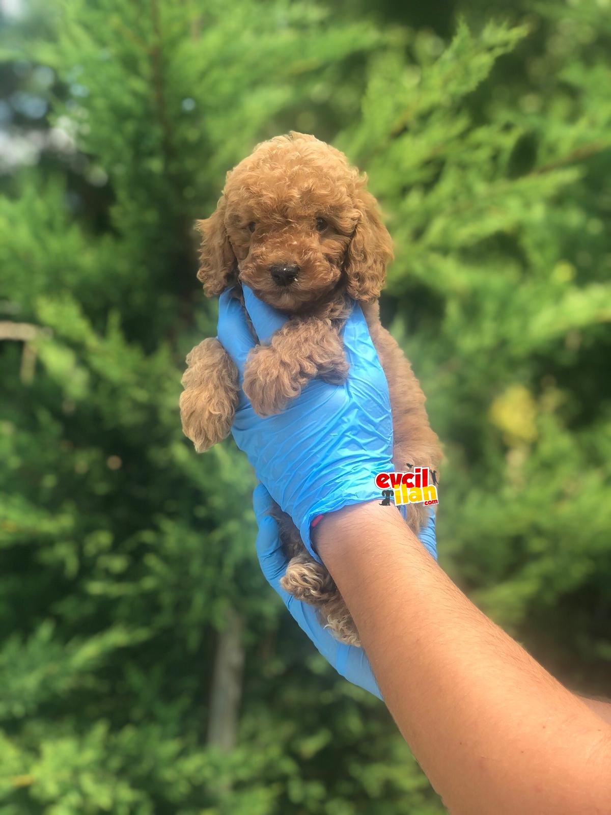 BEBEK SURAT TOY POODLE YAVRULAR