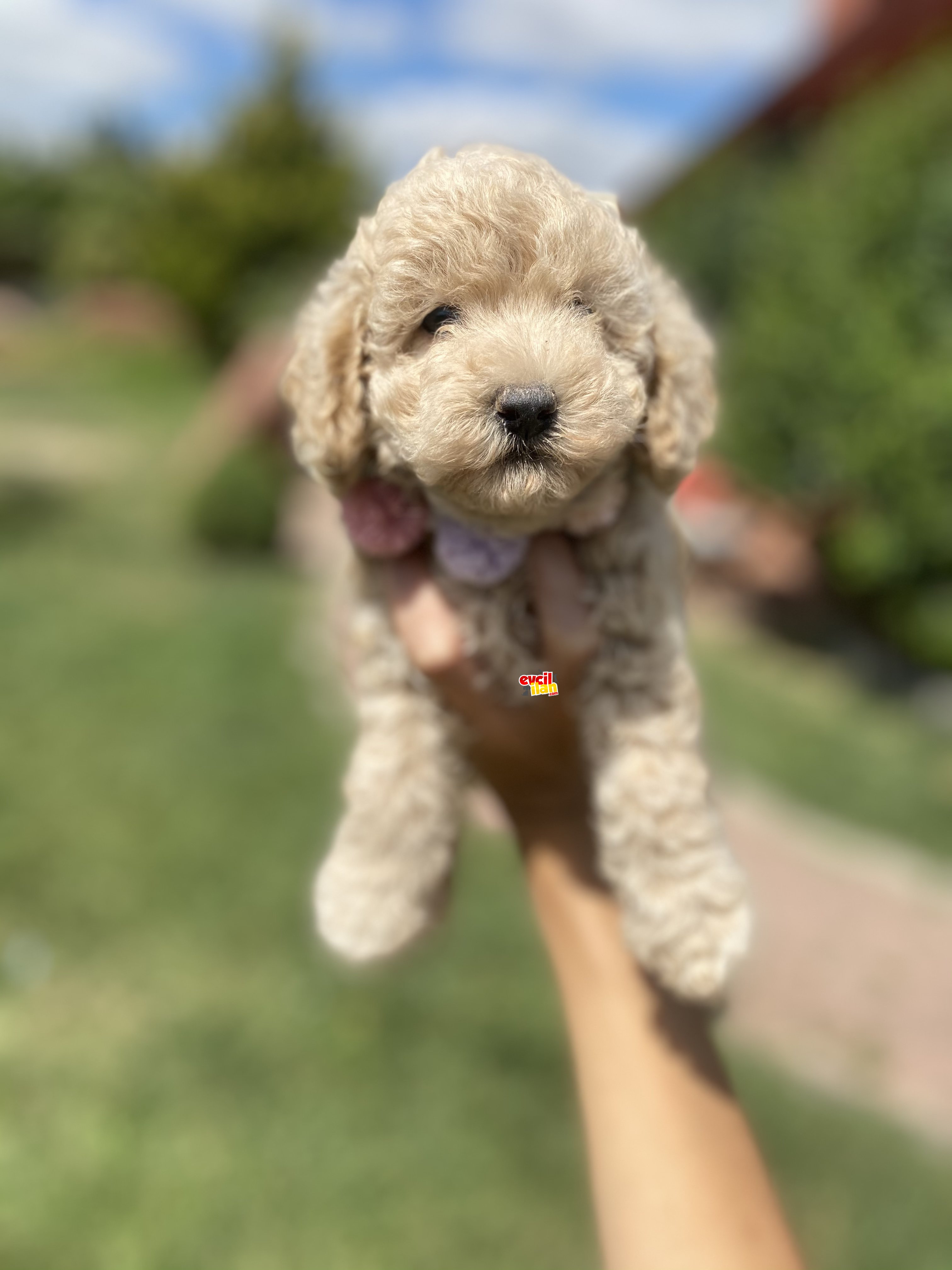 BEBEK SURAT TOY POODLE YAVRULAR