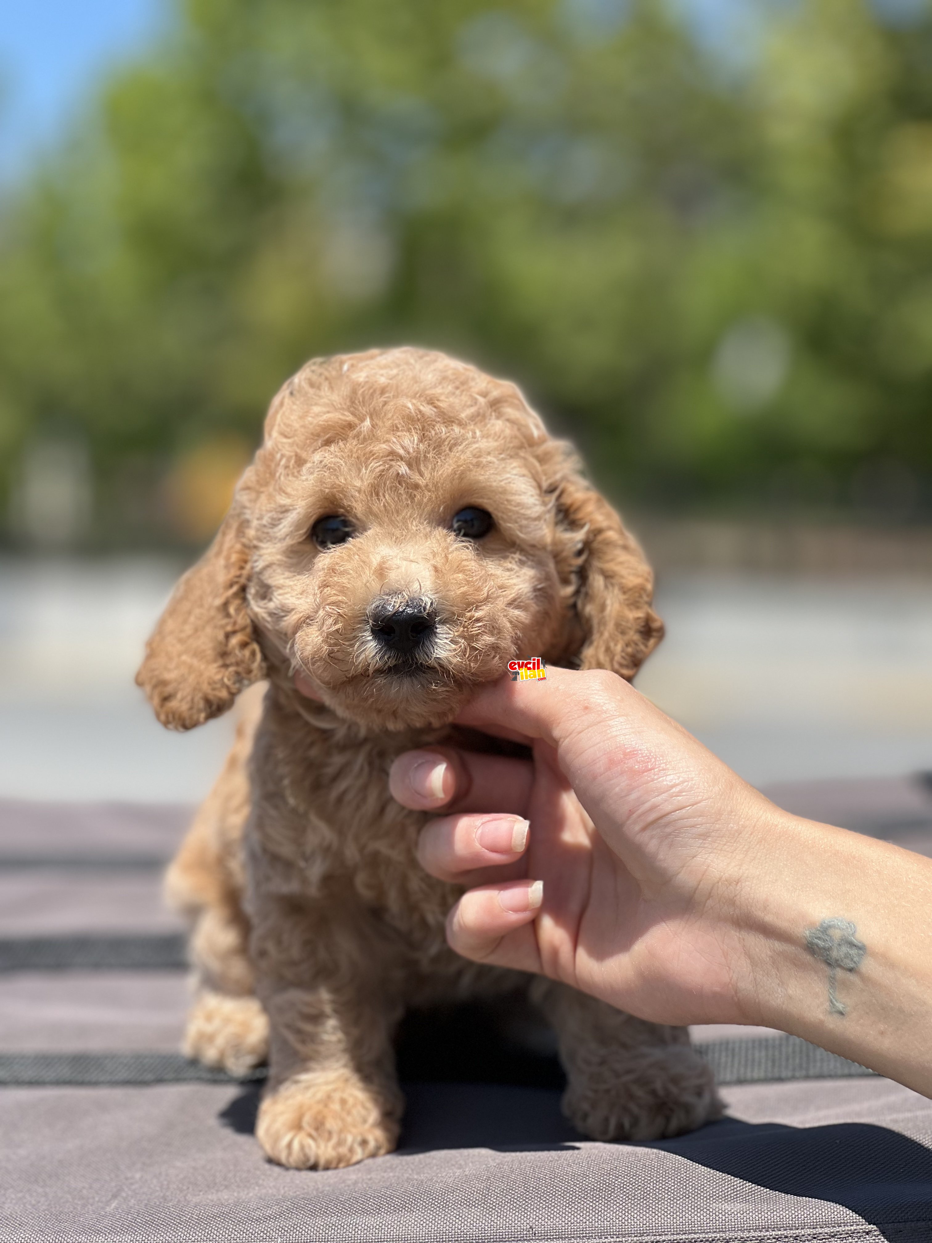 BEBEK SURAT TOY POODLE YAVRULAR