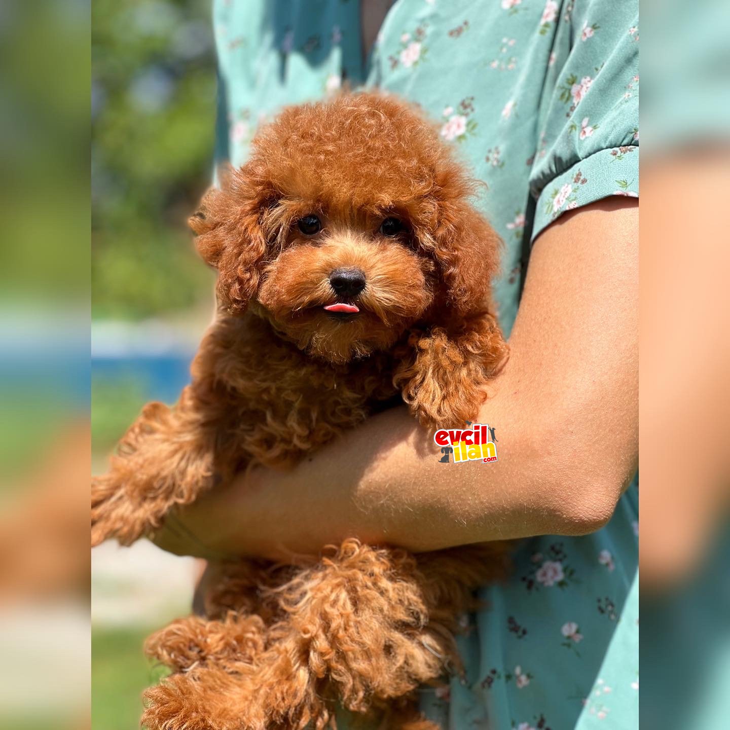 BEBEK SURAT TOY POODLE YAVRULAR