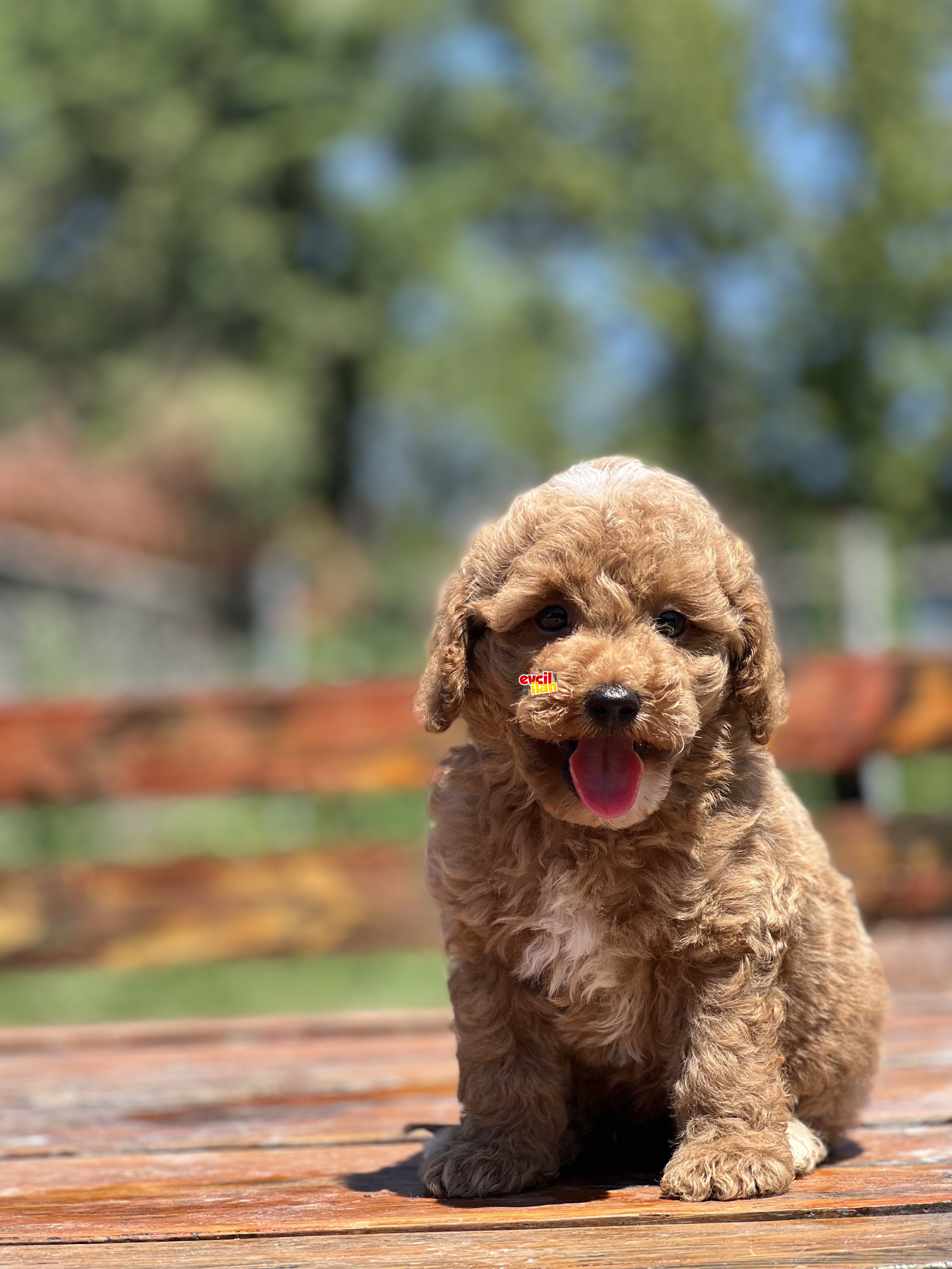 BEBEK SURAT TOY POODLE YAVRULAR