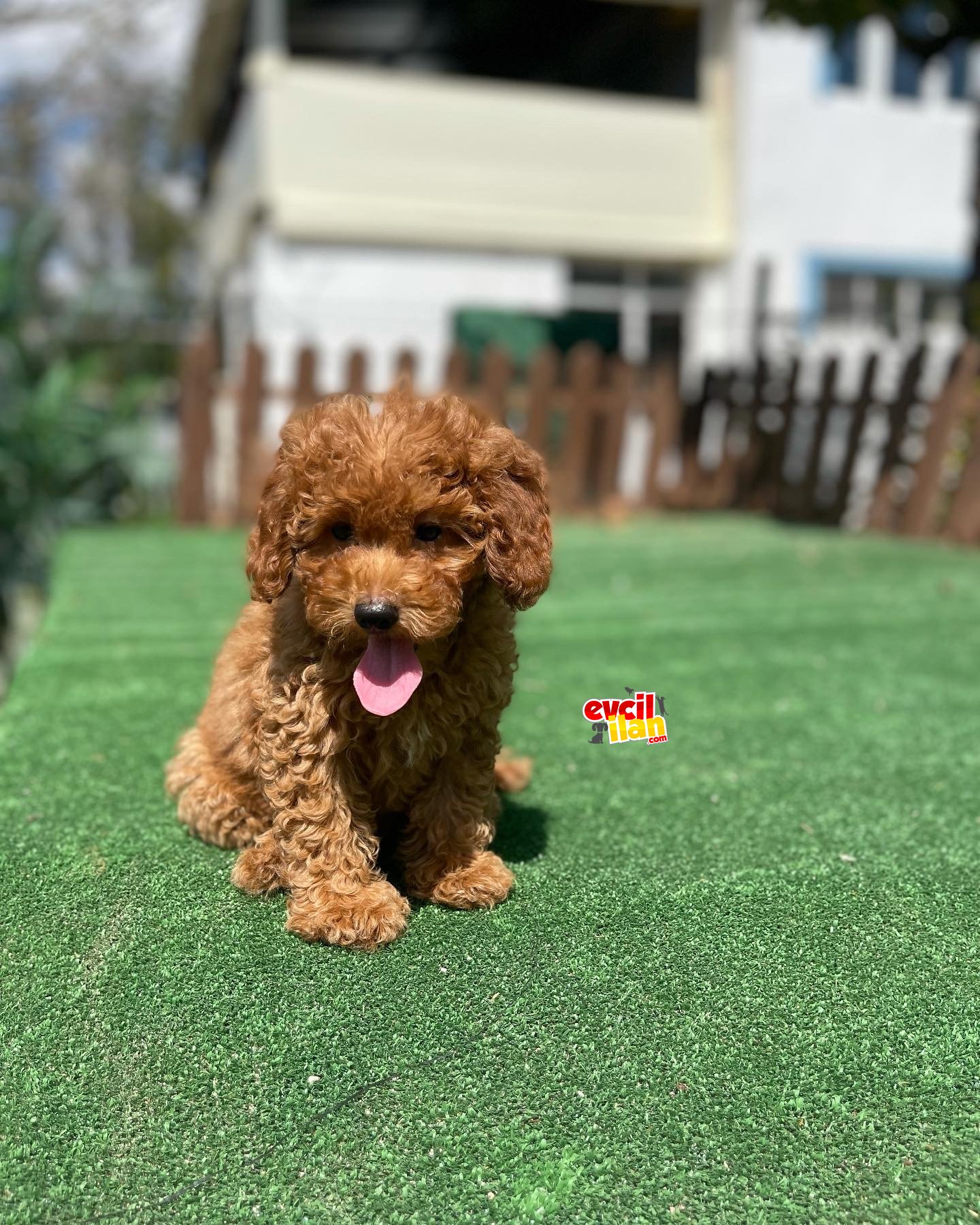 BEBEK SURAT TOY POODLE YAVRULAR