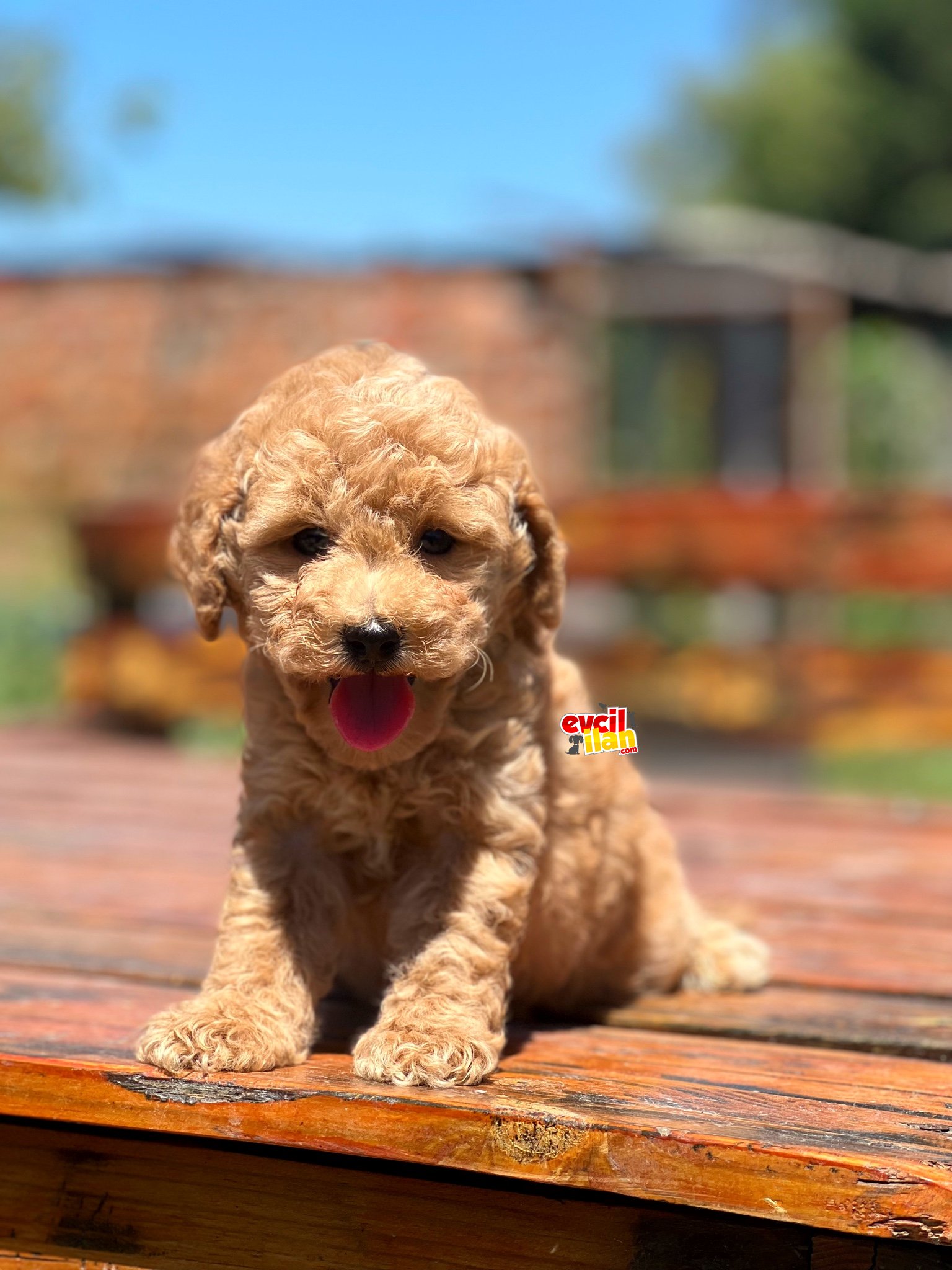 BEBEK SURAT TOY POODLE YAVRULAR