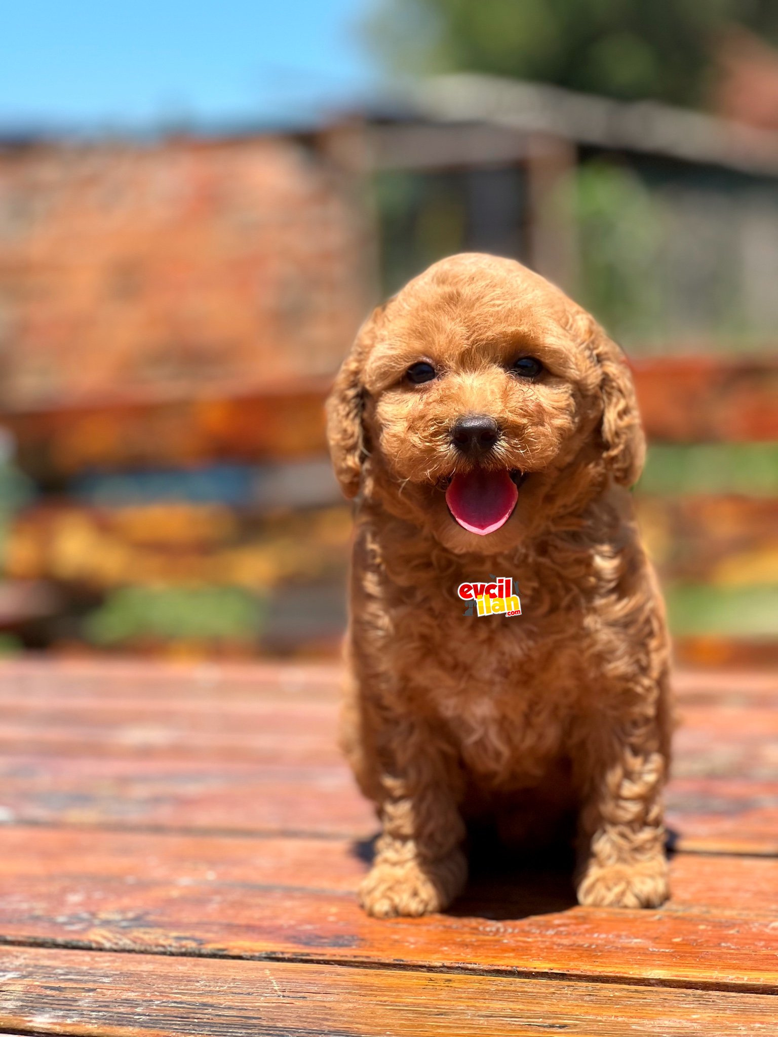 BEBEK SURAT TOY POODLE YAVRULAR