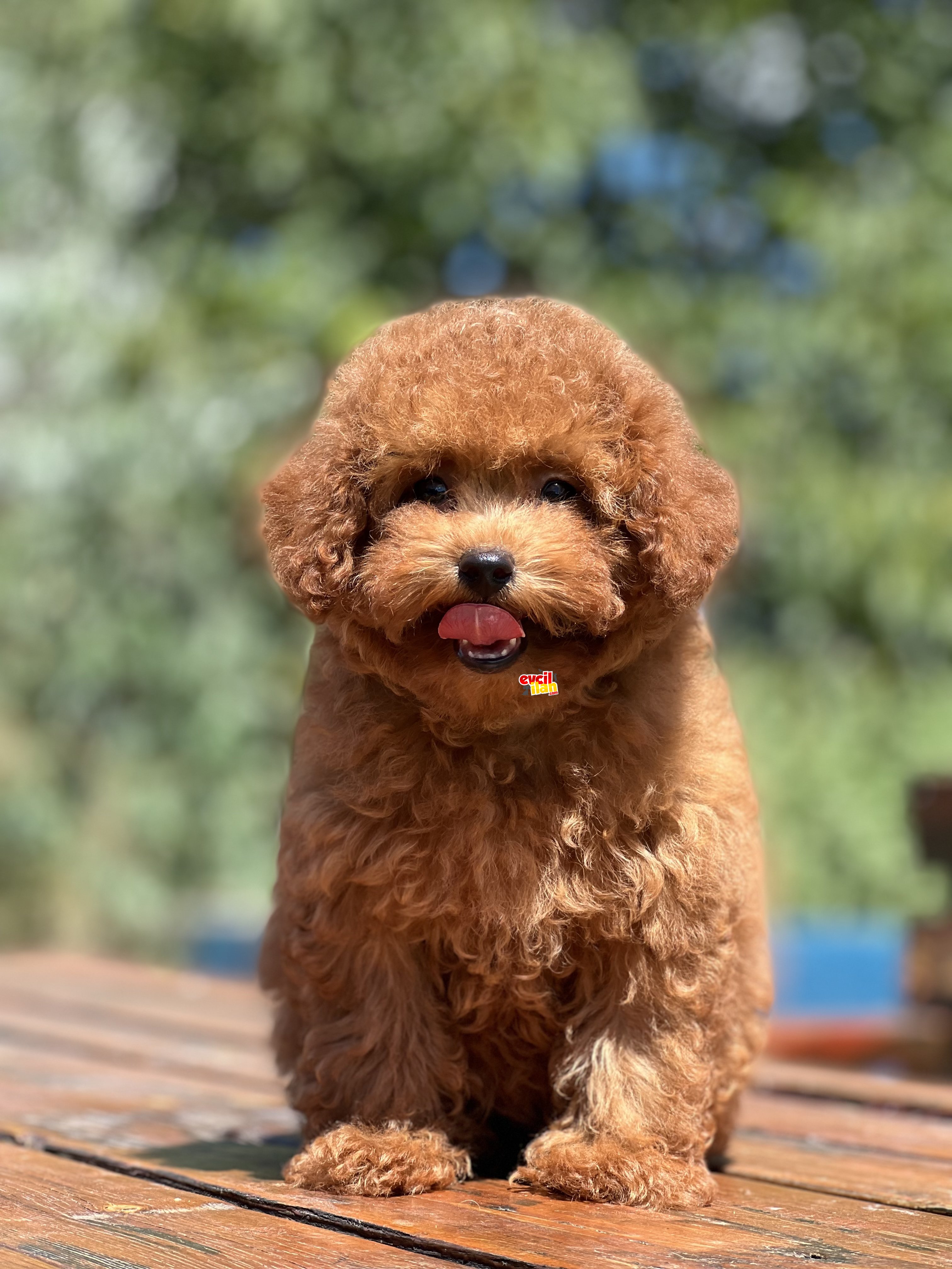 BEBEK SURAT TOY POODLE YAVRULAR 