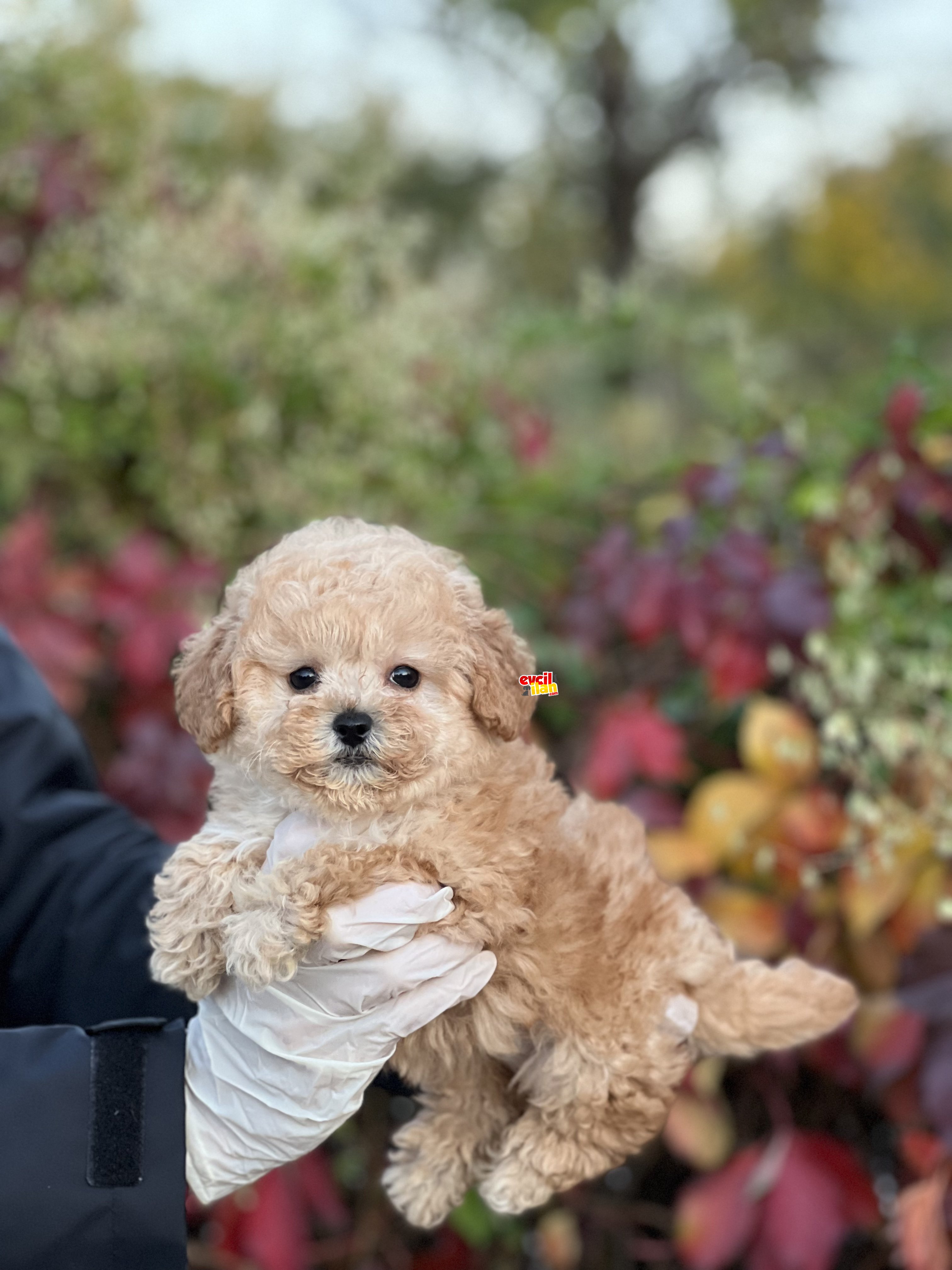 BEBEK SURAT TOY POODLE YAVRULAR 