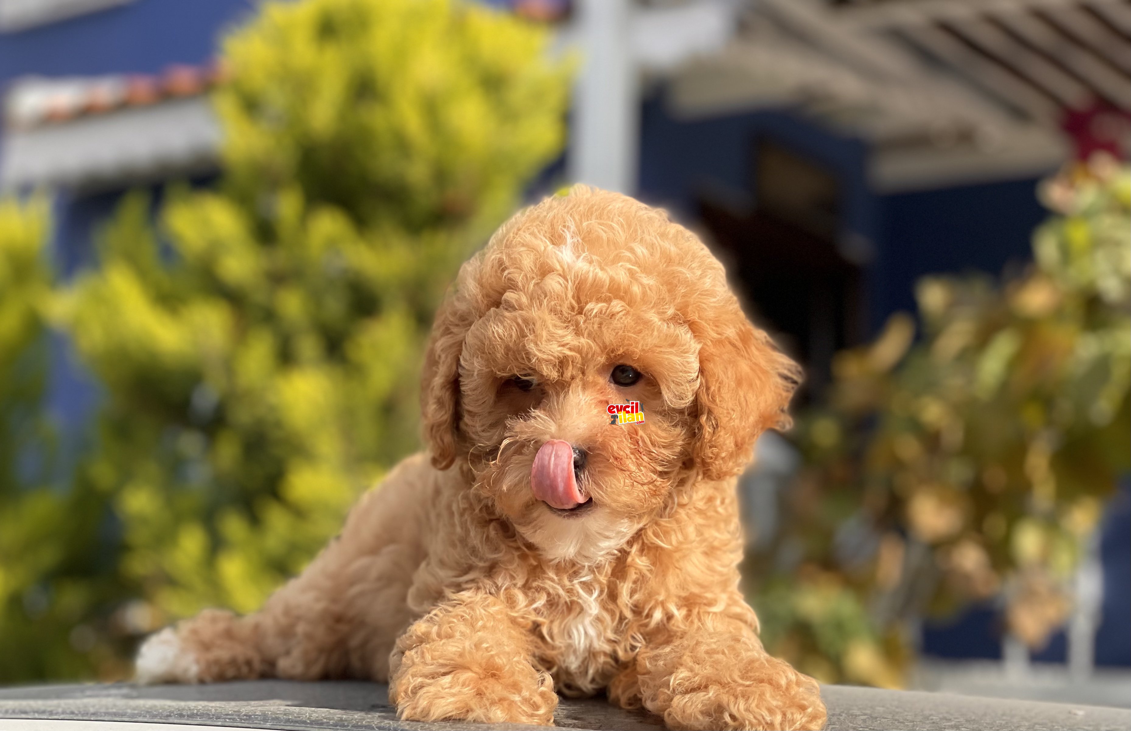 BEBEK SURAT TOY POODLE YAVRULAR