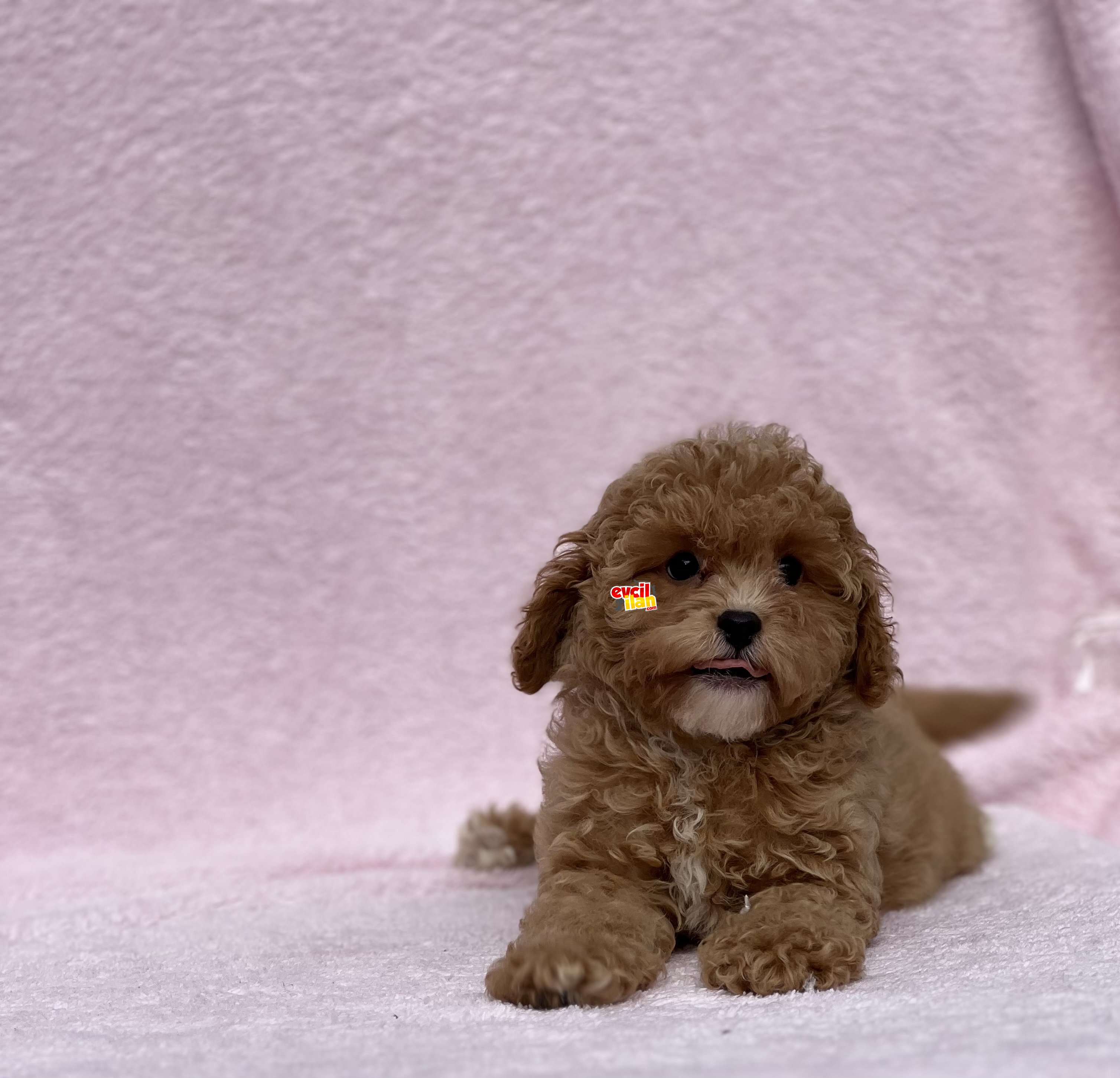 BEBEK SURAT TOY POODLE YAVRULAR